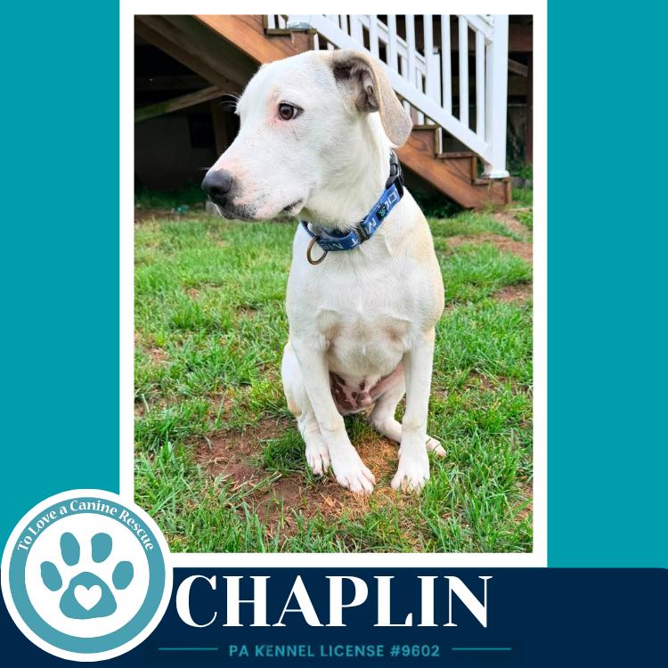 Enlarge Chaplin (Silent Film Stars) 082226, a Adoptable mixed breed in Kimberton, PA image 3/5