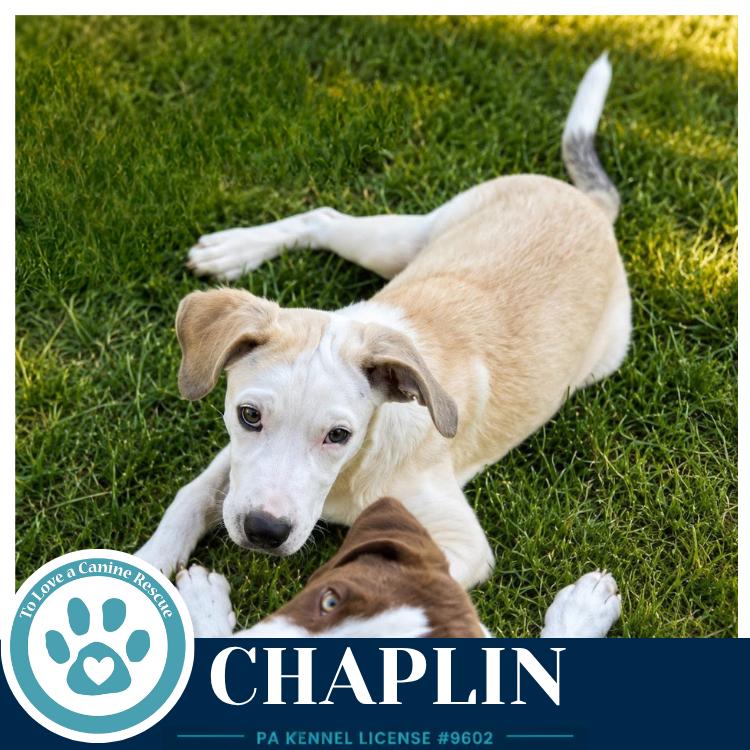 Enlarge Chaplin (Silent Film Stars) 082226, a Adoptable mixed breed in Kimberton, PA image 4/5
