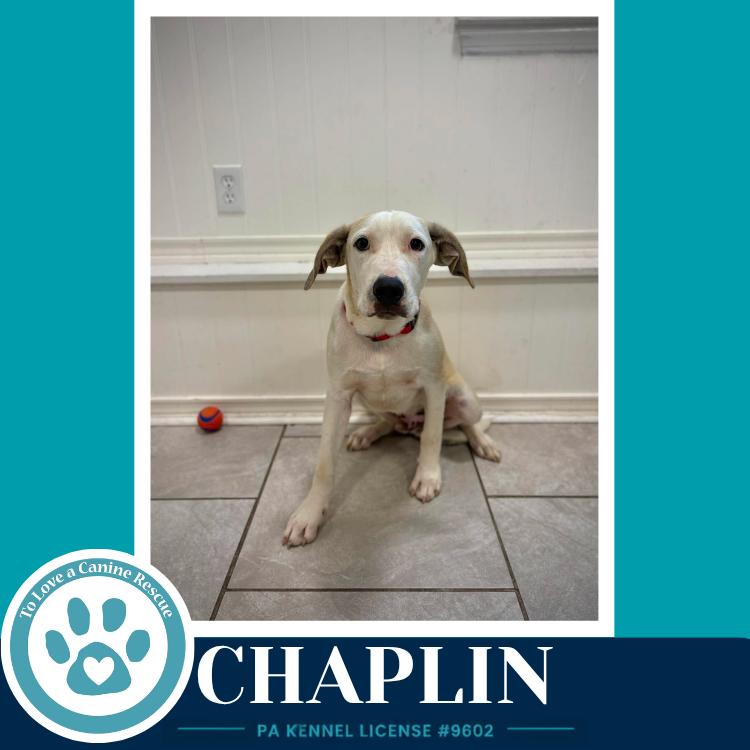 Enlarge Chaplin (Silent Film Stars) 082226, a Adoptable mixed breed in Kimberton, PA image 5/5