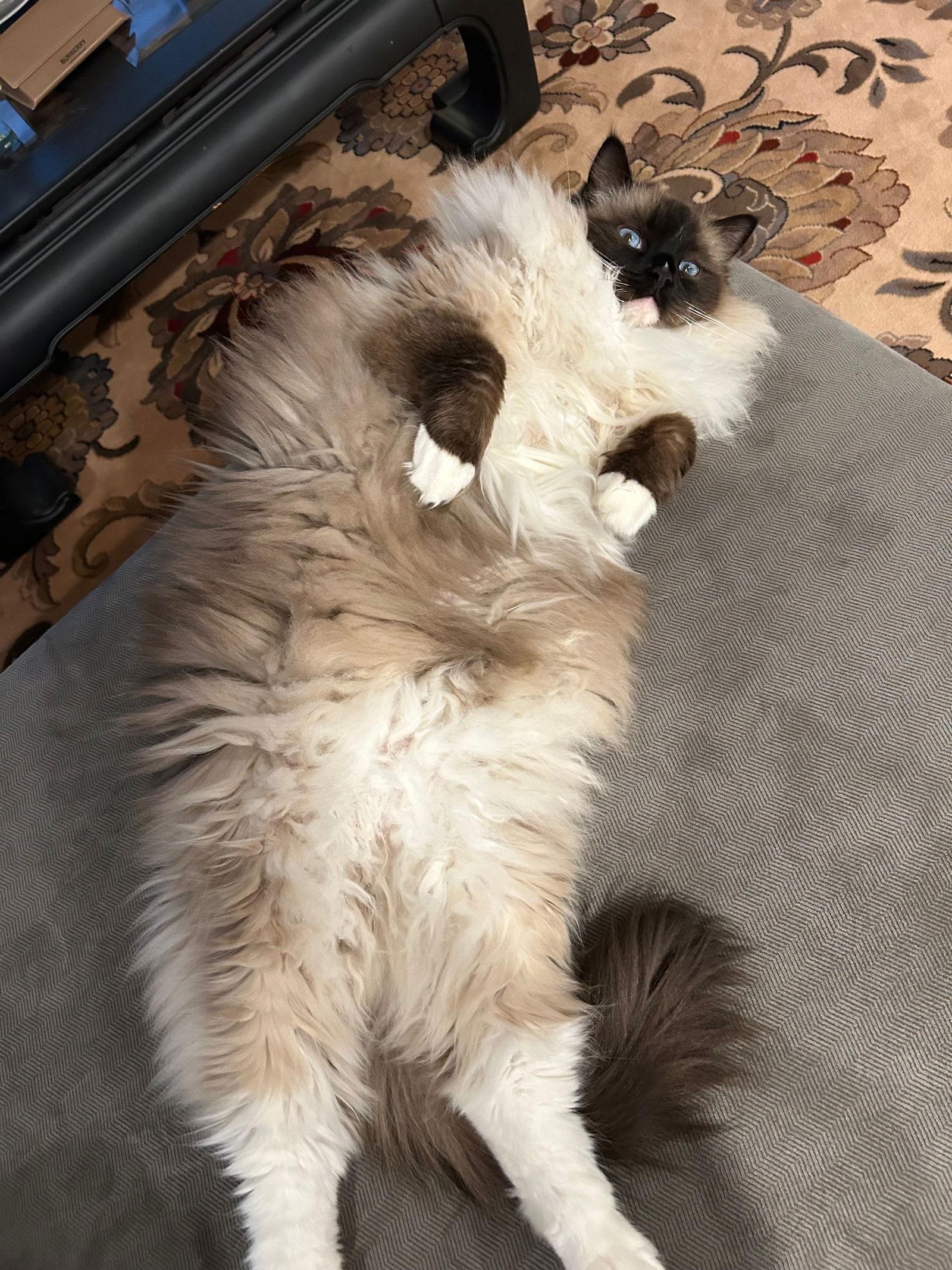 Paris (& Milan), a Adopted Ragdoll in Castro Valley, CA image 1/3