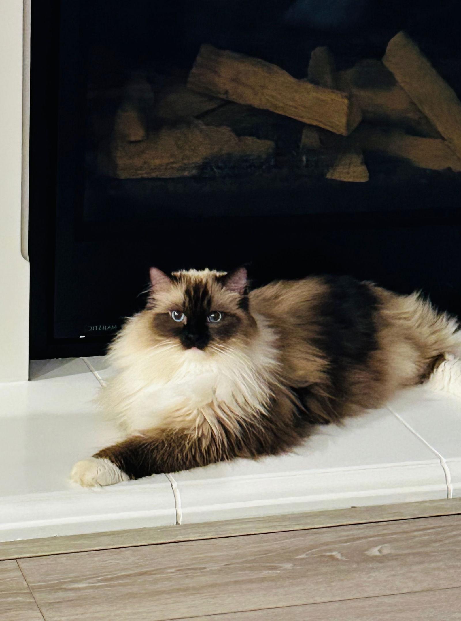 Paris (& Milan), a Adopted Ragdoll in Castro Valley, CA image 2/3
