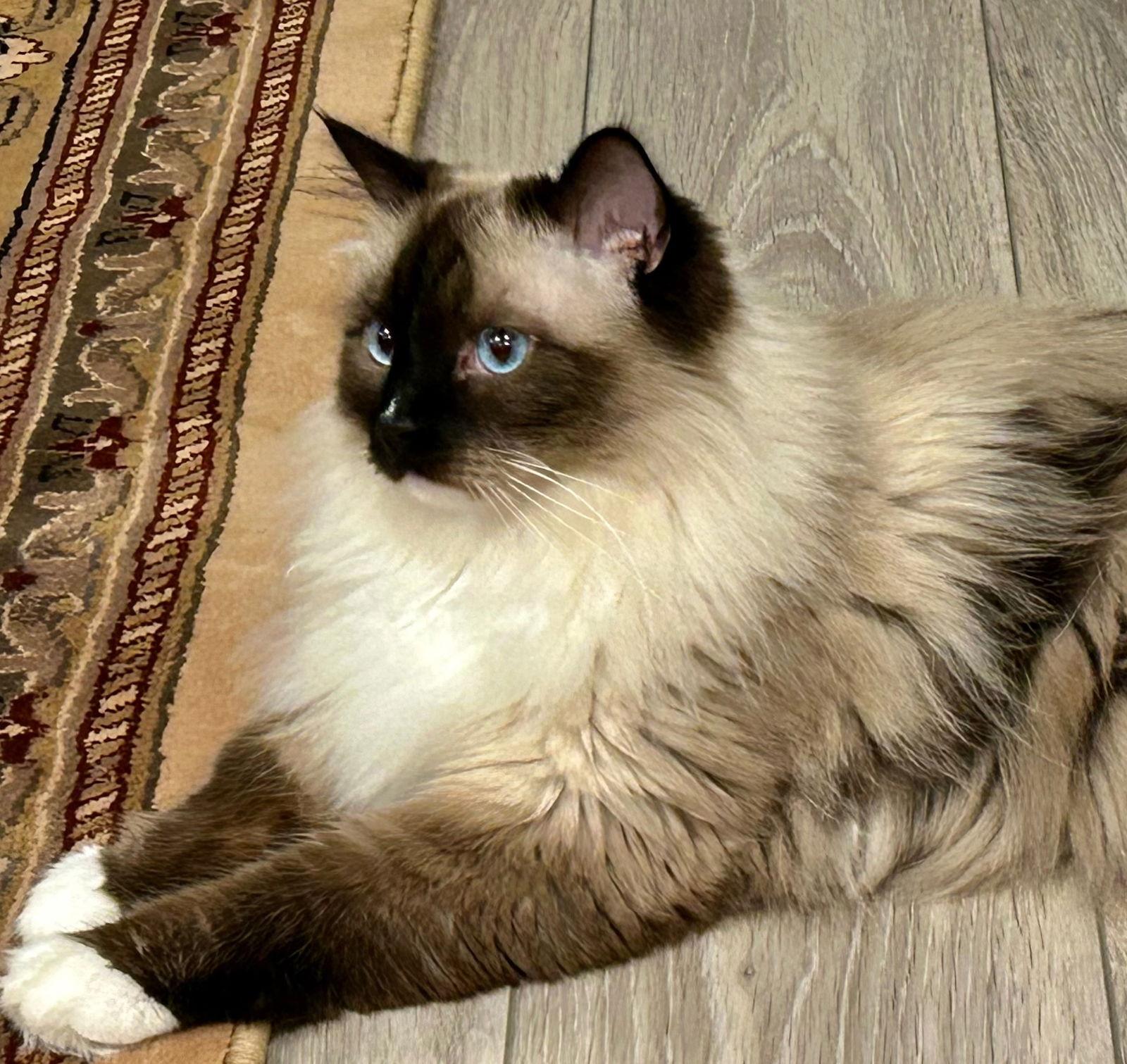 Paris (& Milan), a Adopted Ragdoll in Castro Valley, CA image 3/3