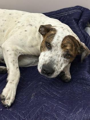 Amora, Adoptable, Adult Female Mixed Breed & Mixed Breed.