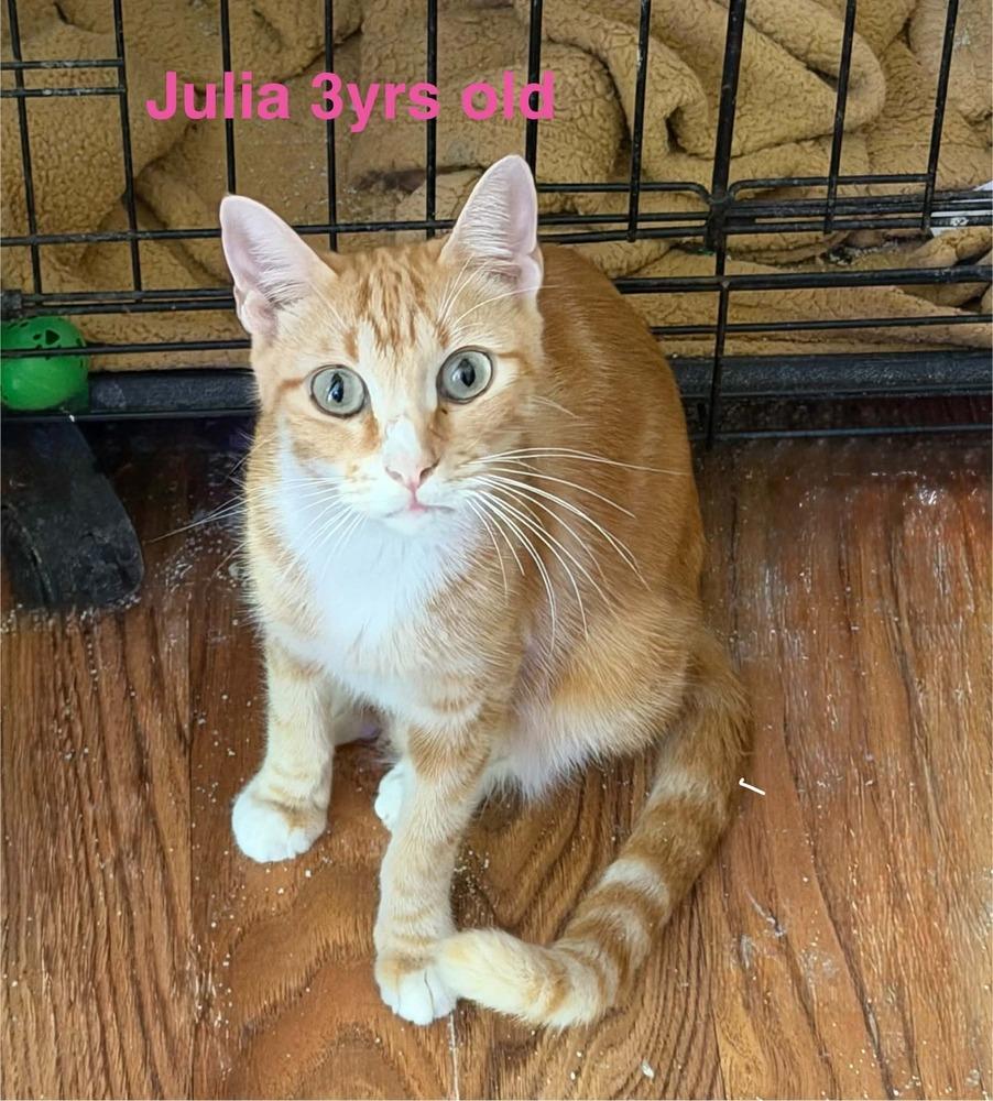 Julia, Adoptable, Adult Female Tabby.