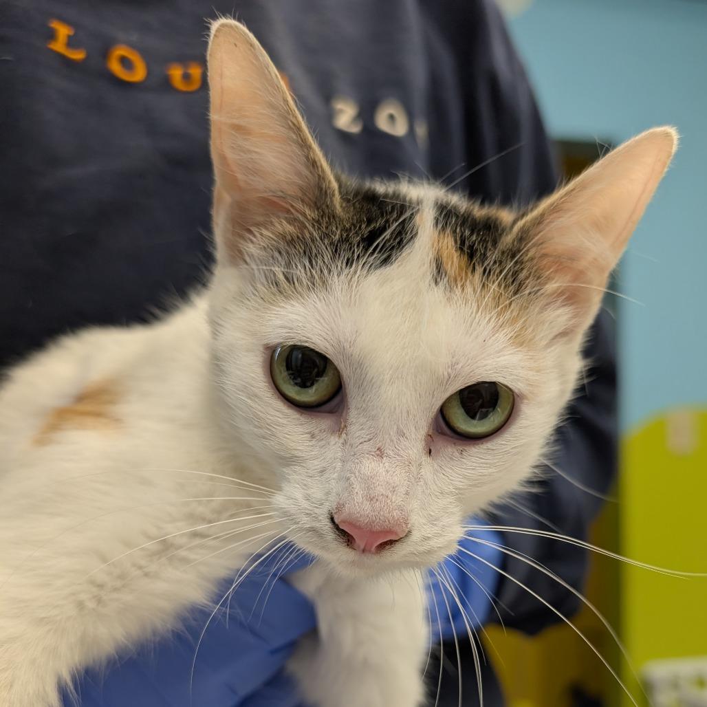 Agatha, a Adoptable Domestic Short Hair in Belleville, IL image 1/3