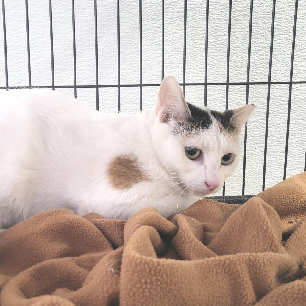 Agatha, a Adoptable Domestic Short Hair in Belleville, IL image 2/3