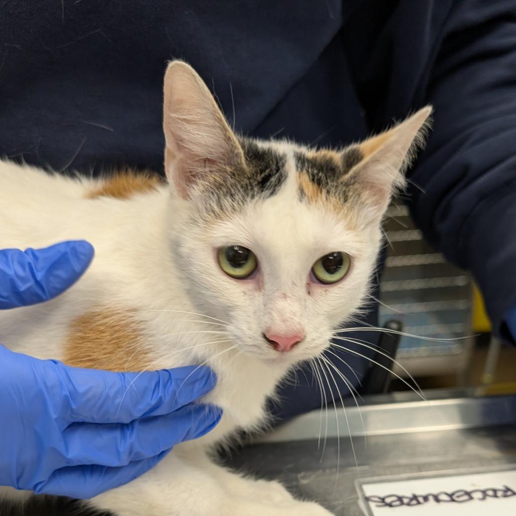 Agatha, a Adoptable Domestic Short Hair in Belleville, IL image 3/3