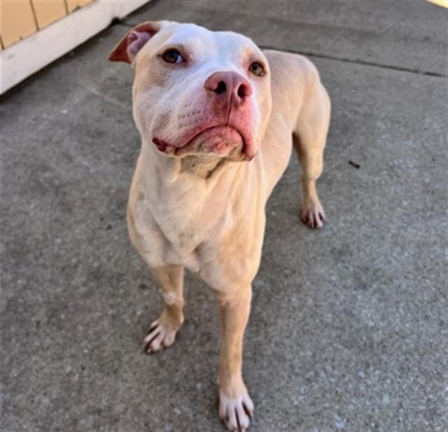 CHICO, Adoptable, Young Male Pit Bull Terrier.