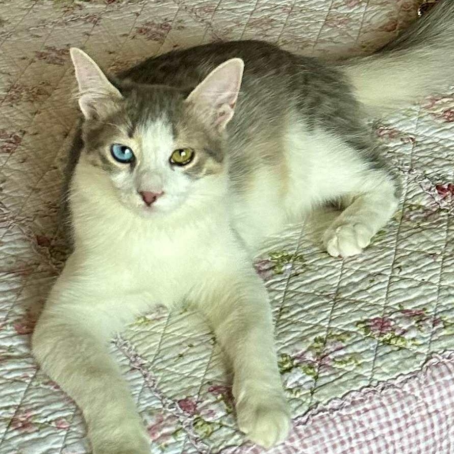 Gemma -2 different eyes color