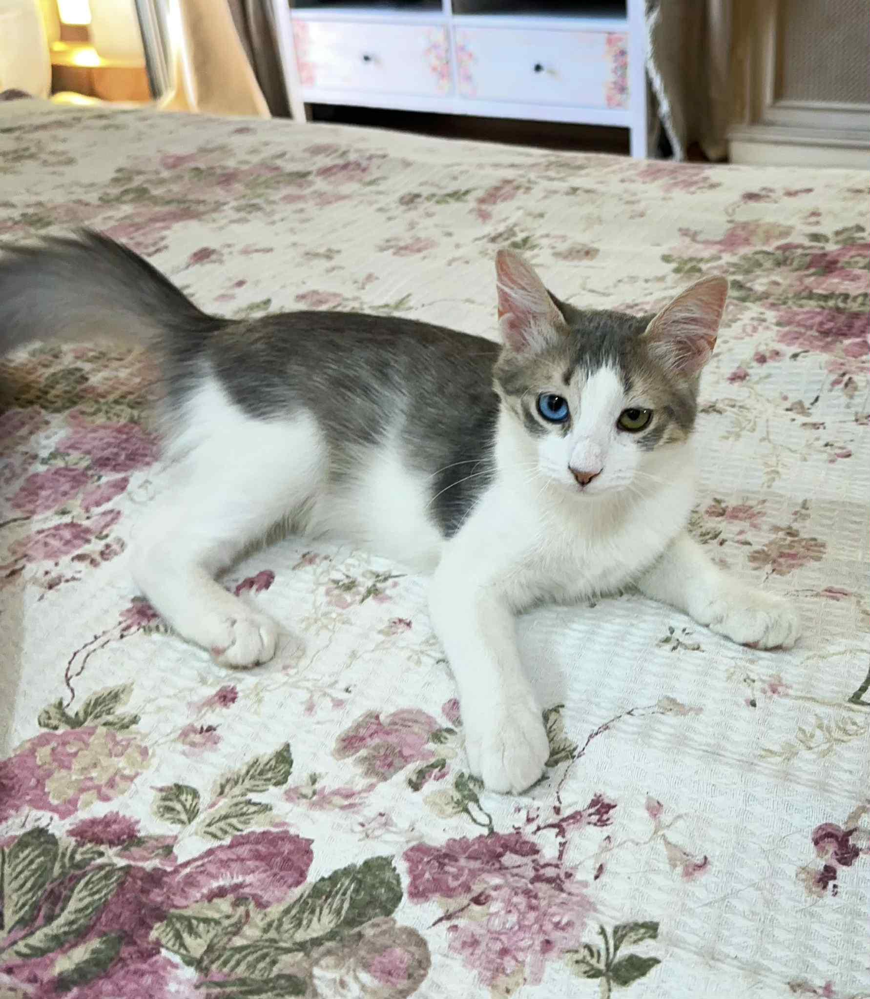 Gemma -2 different eyes color