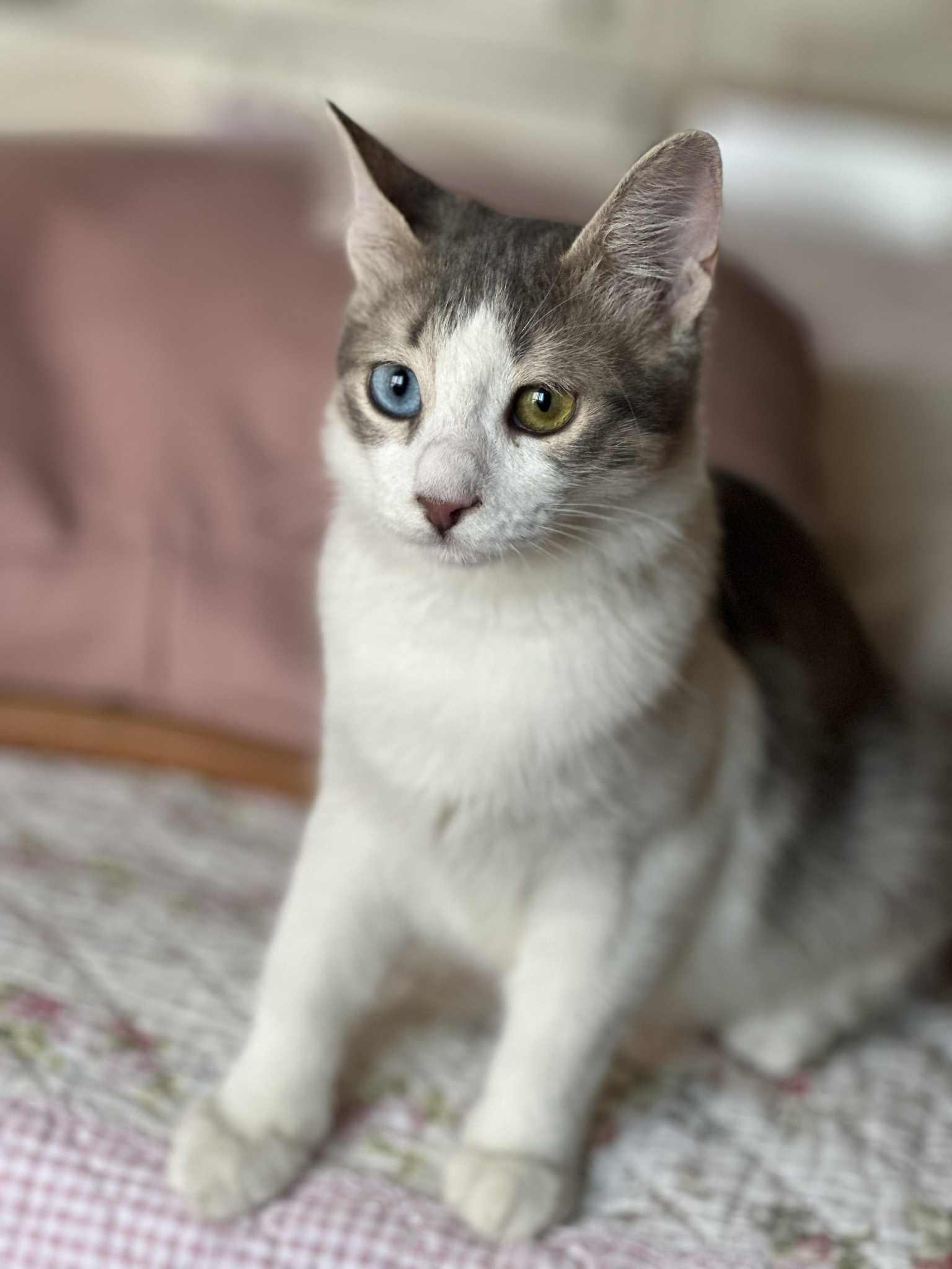Gemma -2 different eyes color