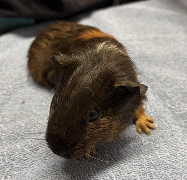 Moss, Adoptable, Baby Female Guinea Pig.