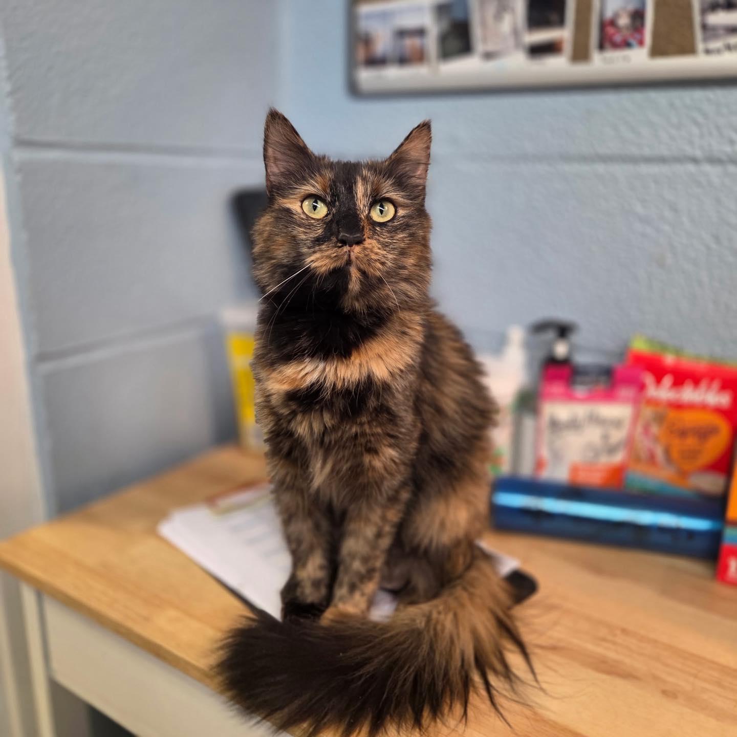 Judy & Trudy thumbnail 4