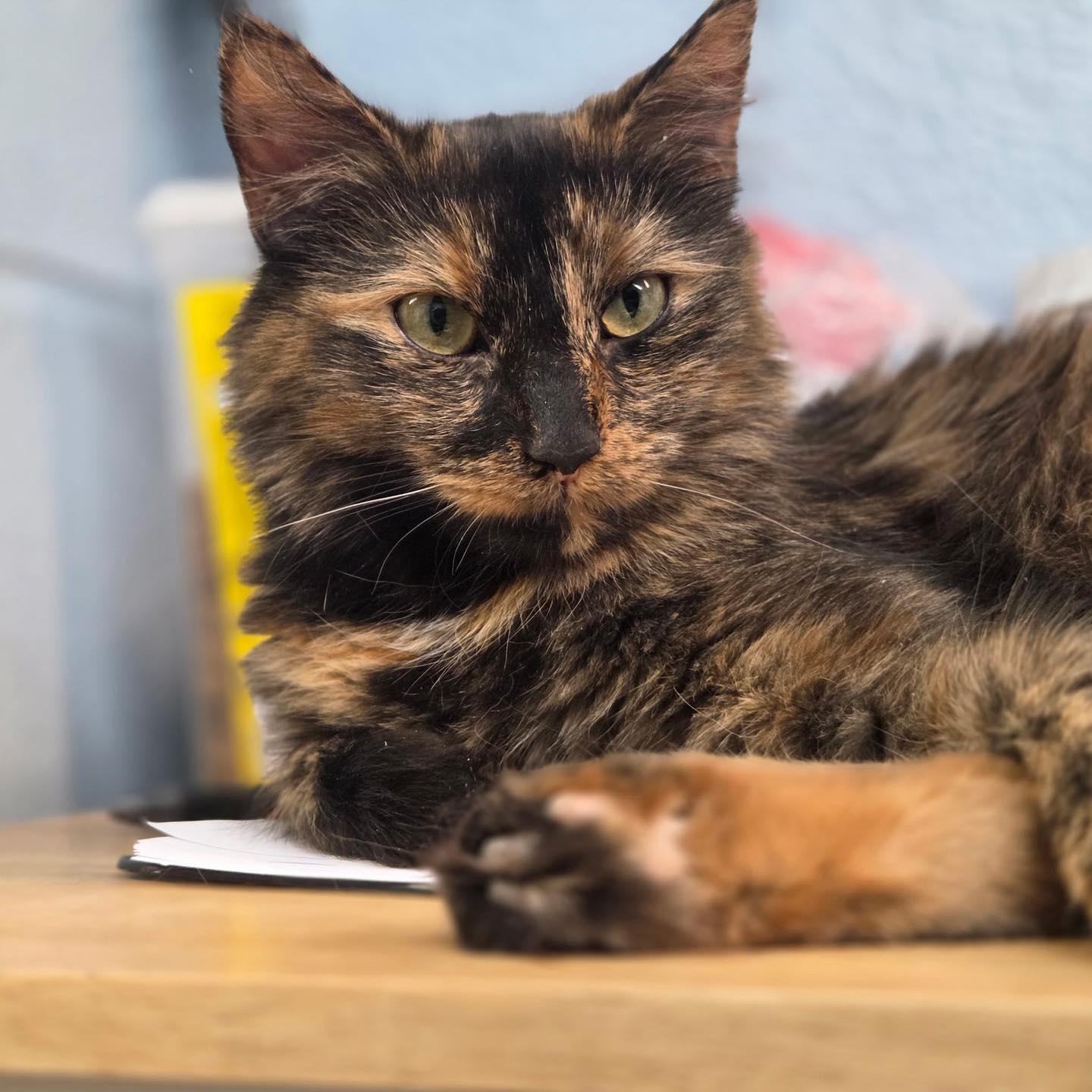 Judy & Trudy thumbnail 5