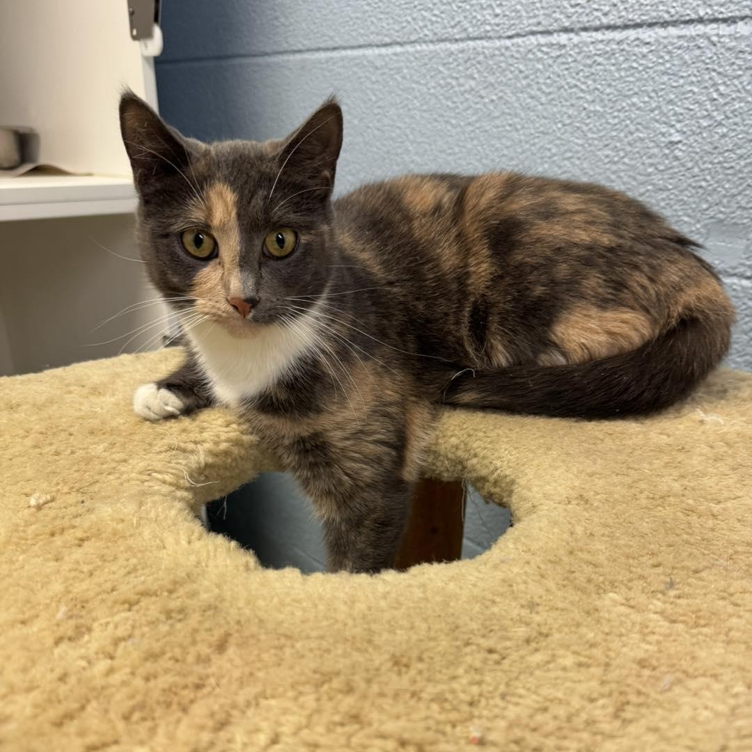 Judy & Trudy thumbnail 6