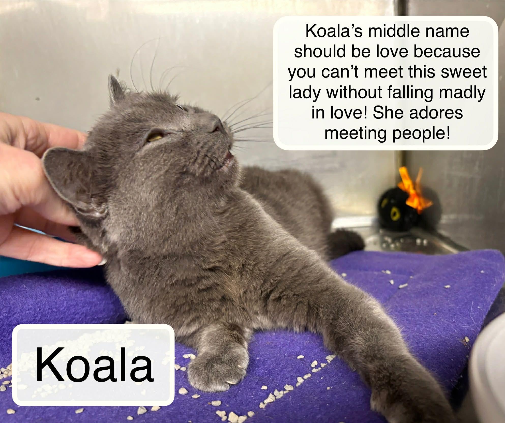 Enlarge Koala, an adopted Domestic Short Hair in Ellicott City, MD image 2/3
