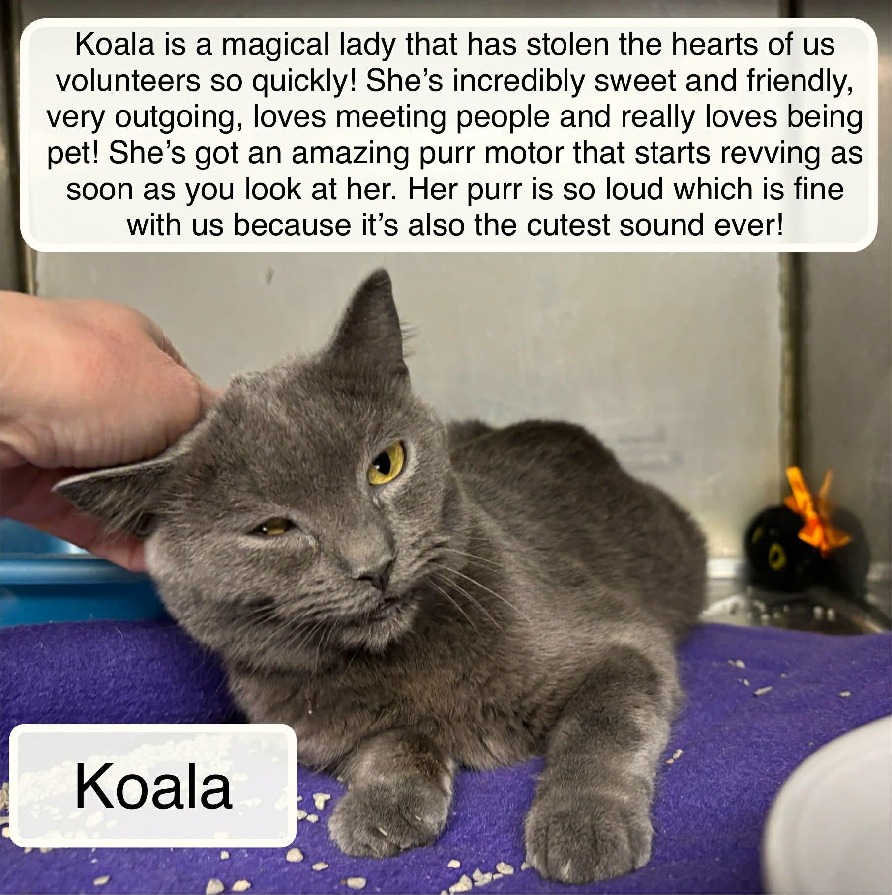 Enlarge Koala, an adopted Domestic Short Hair in Ellicott City, MD image 3/3