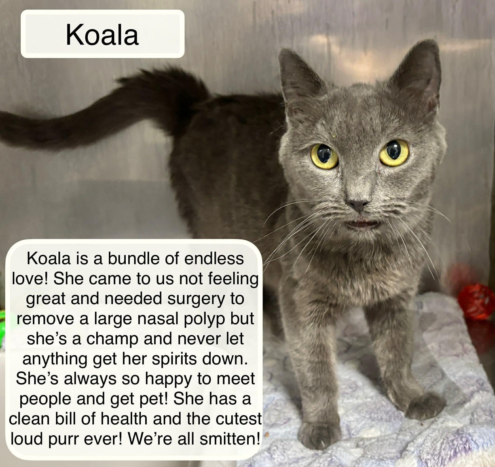 Enlarge Koala, an adopted Domestic Short Hair in Ellicott City, MD image 1/3