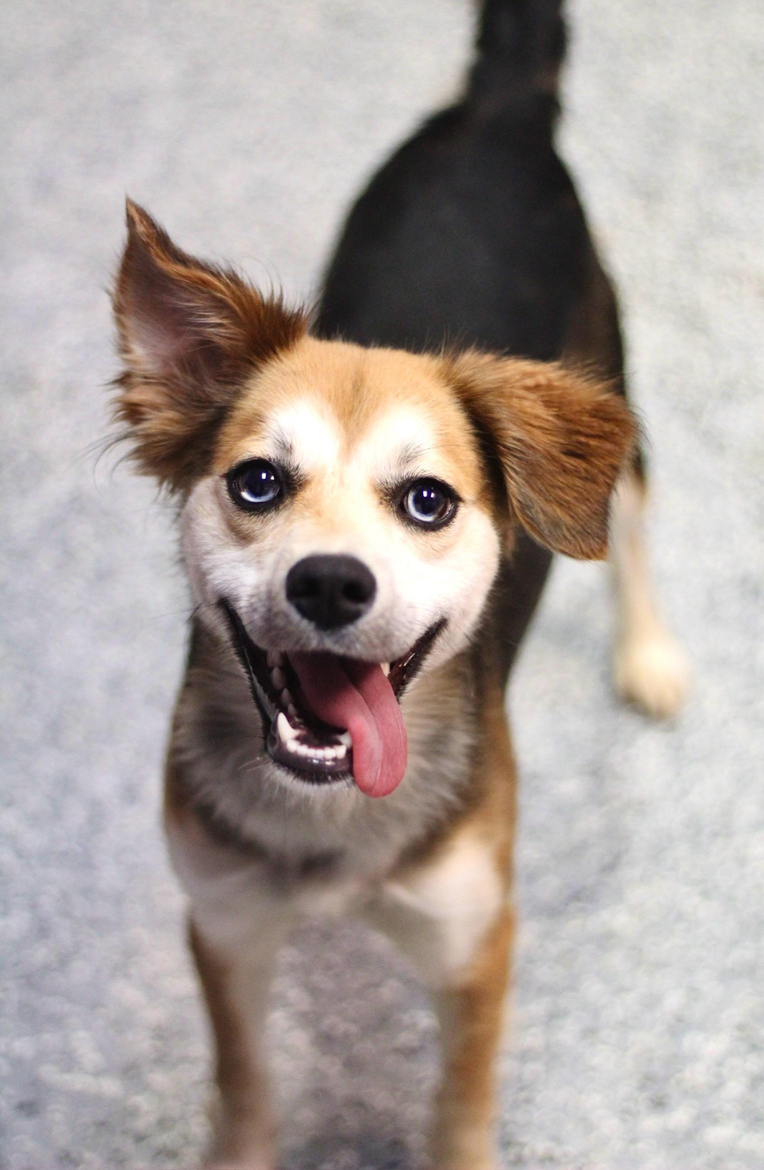 Mittens in NH! Come Meet our Adoptable Dogs Wednesday-Saturday. More info in Bio!