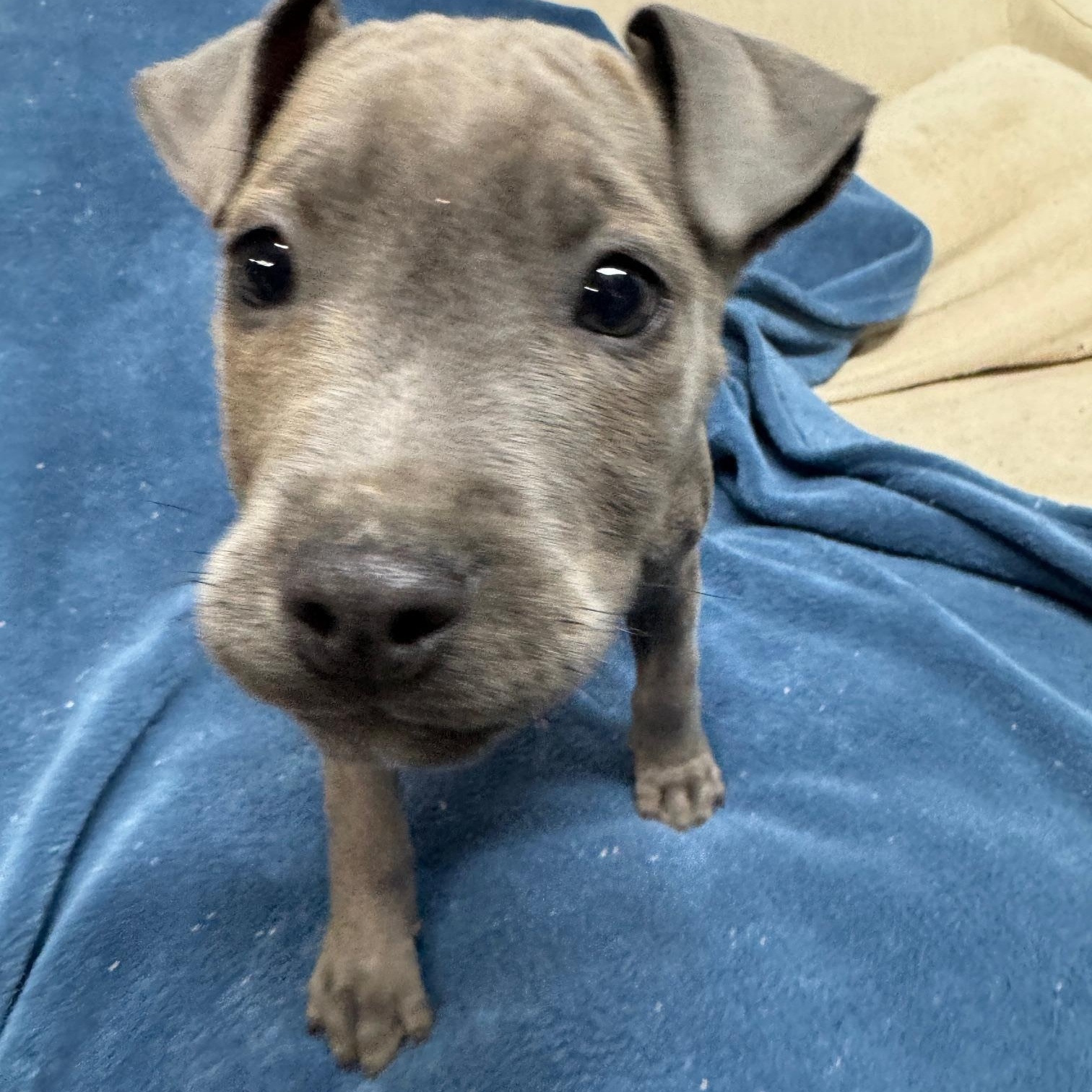 Ivy Valentine thumbnail 2