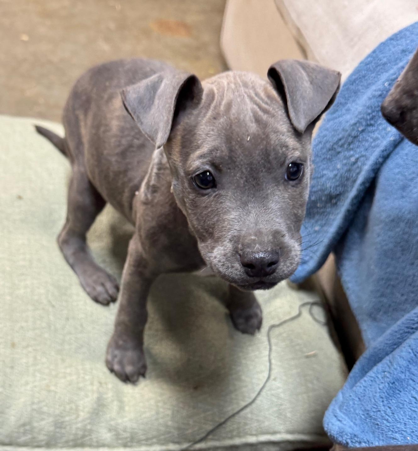 Ivy Valentine thumbnail 3