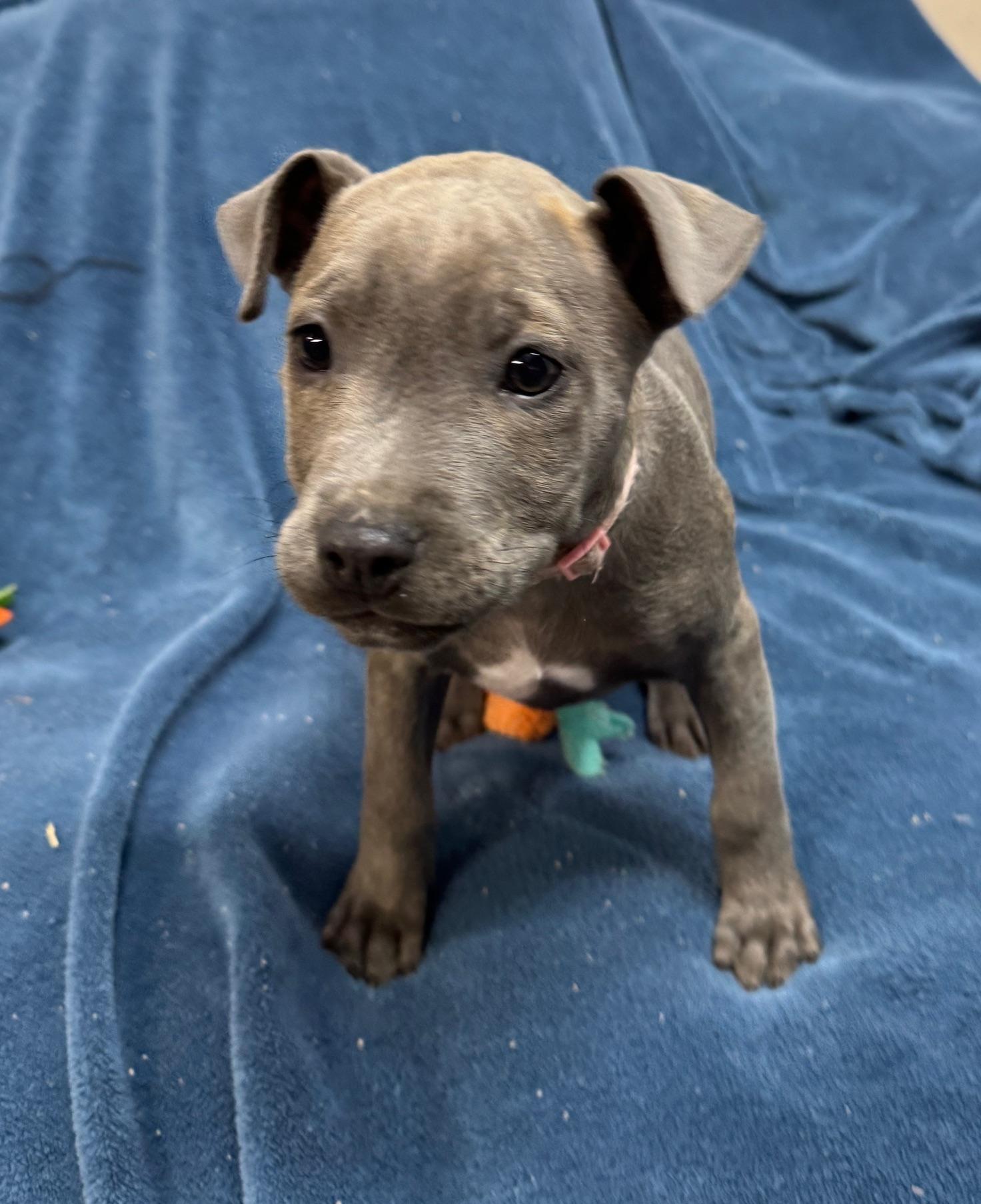 Ivy Valentine thumbnail 5