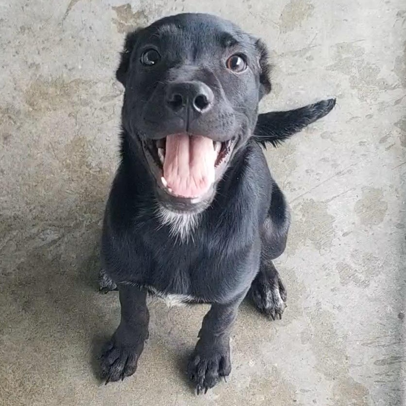 Jane, an adoptable mixed breed in Aransas Pass, TX image 2/2