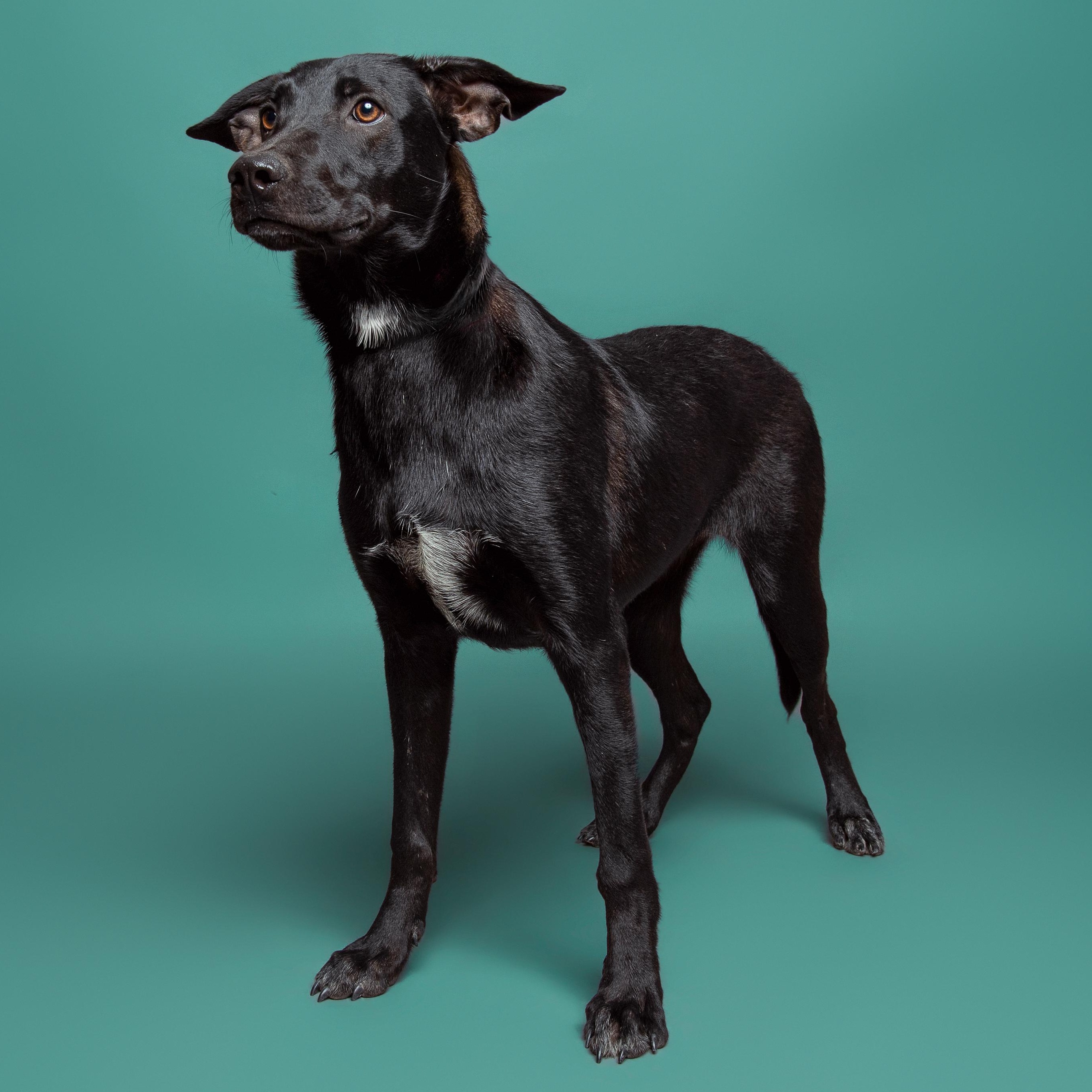 Enlarge Jane, an adoptable mixed breed in Aransas Pass, TX image 1/2