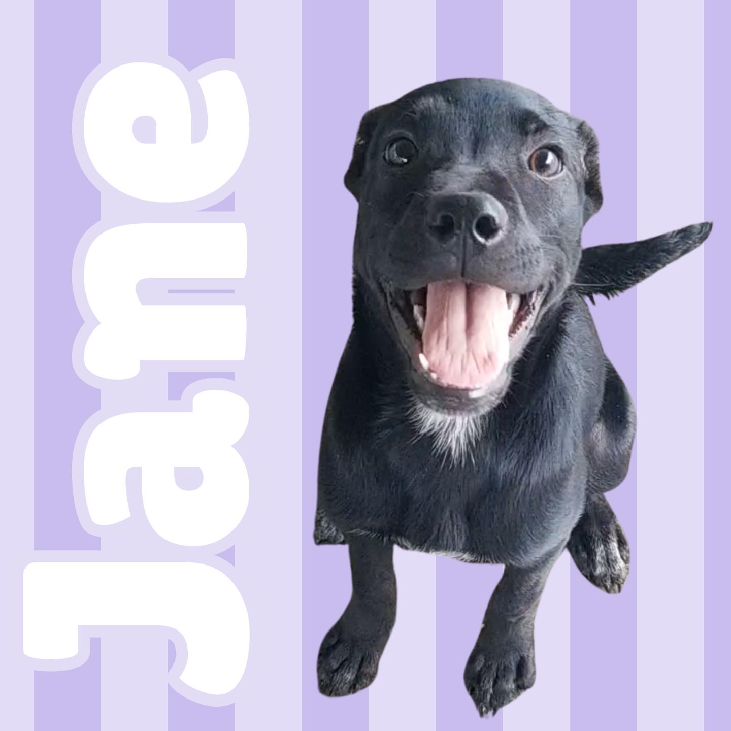 Jane, an adoptable mixed breed in Aransas Pass, TX image 1/2