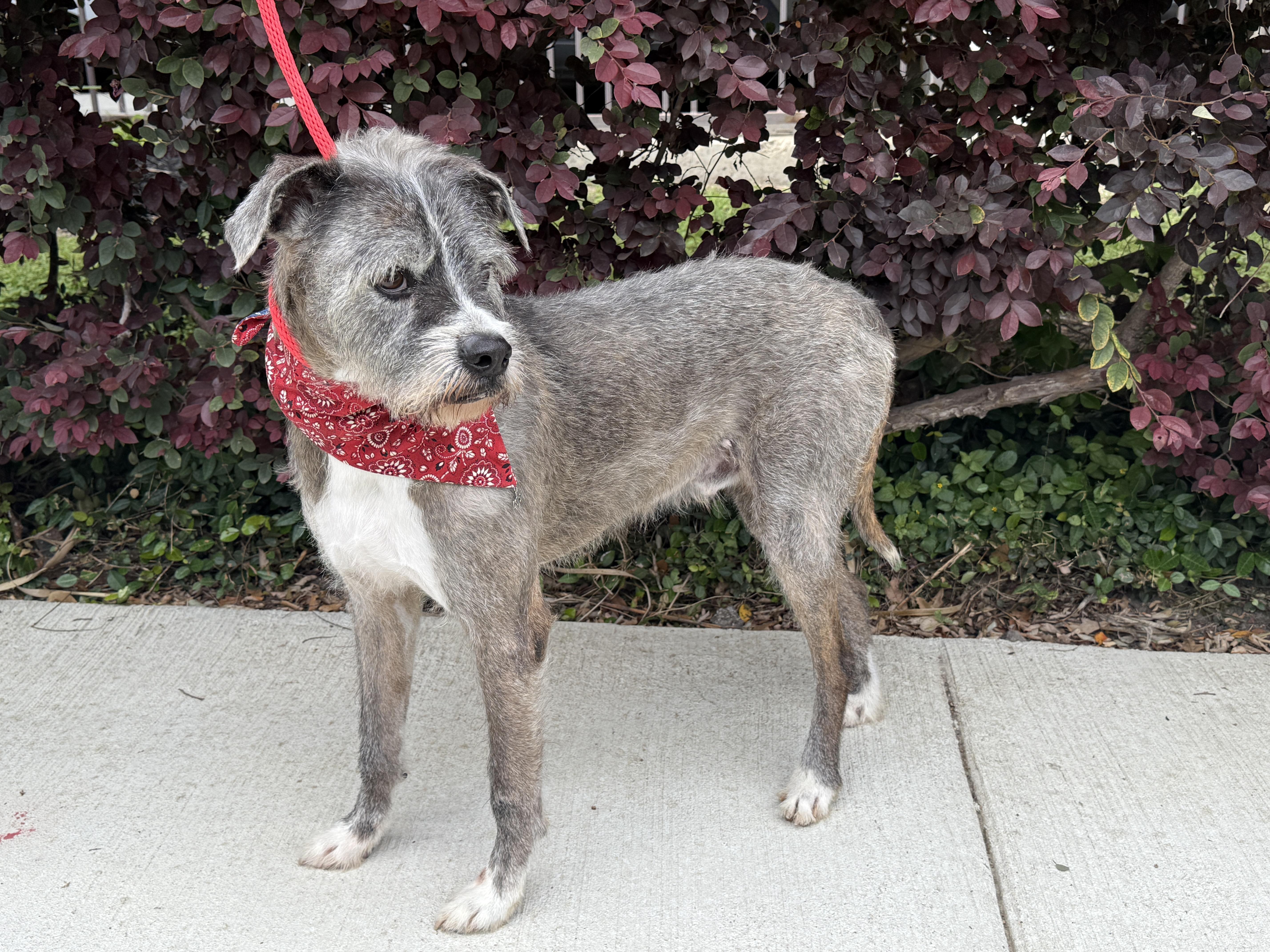MEET PATRICK Patrick was found roaming loose According to neighbors he was often left out alone 