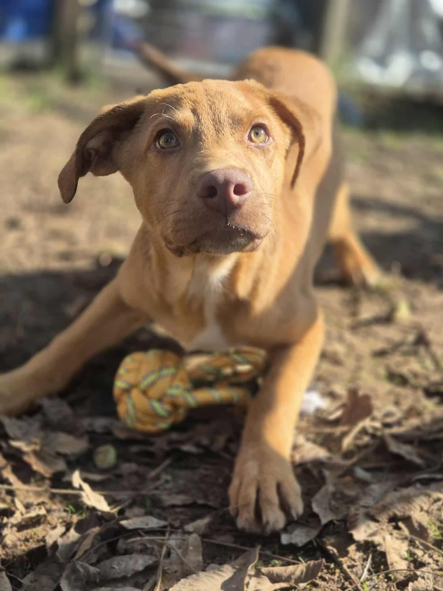 Rufus, Adoptable, Puppy Male Pit Bull Terrier.