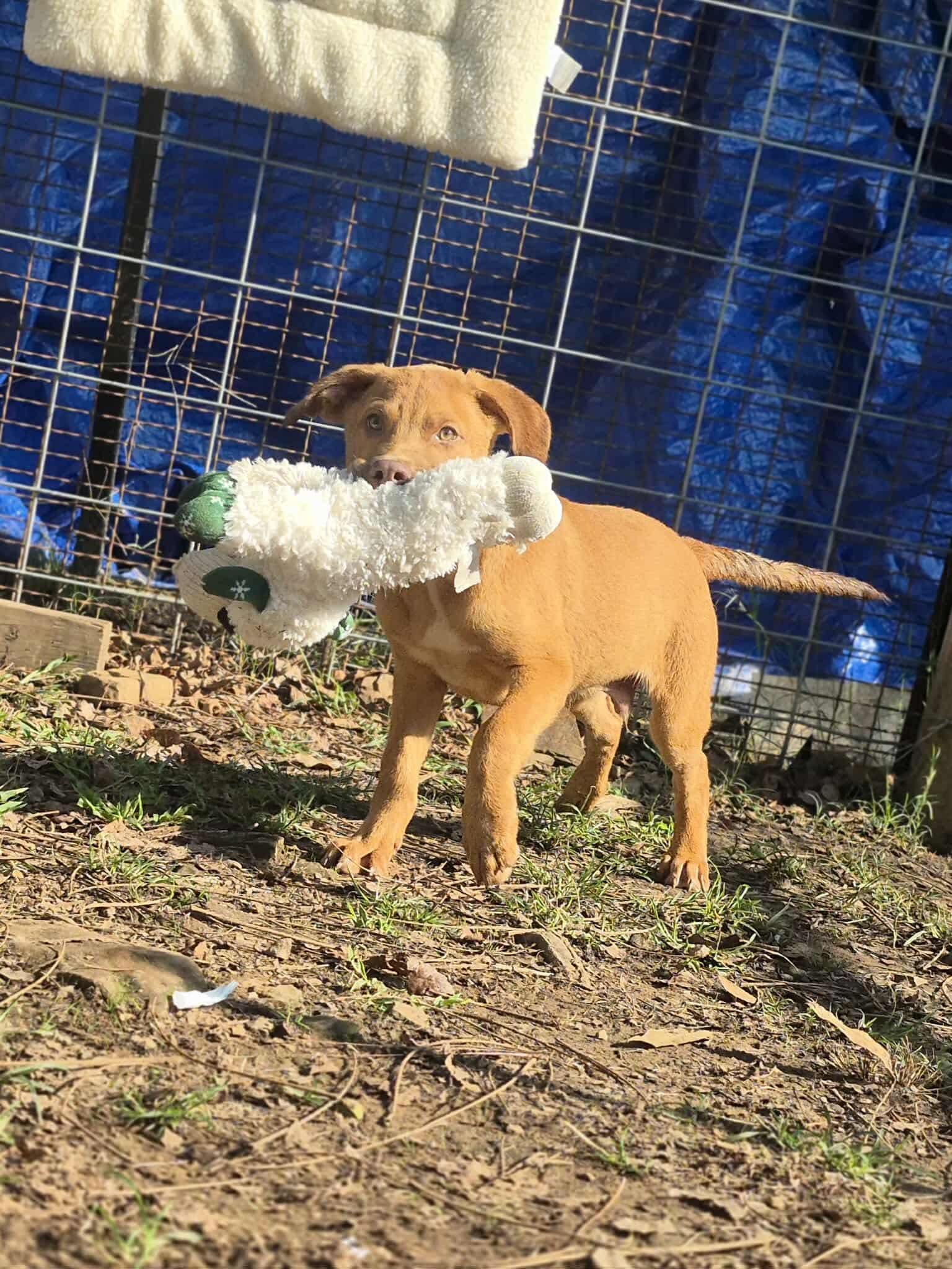 Enlarge Rufus, a Adoptable mixed breed in Dover, AR image 2/2