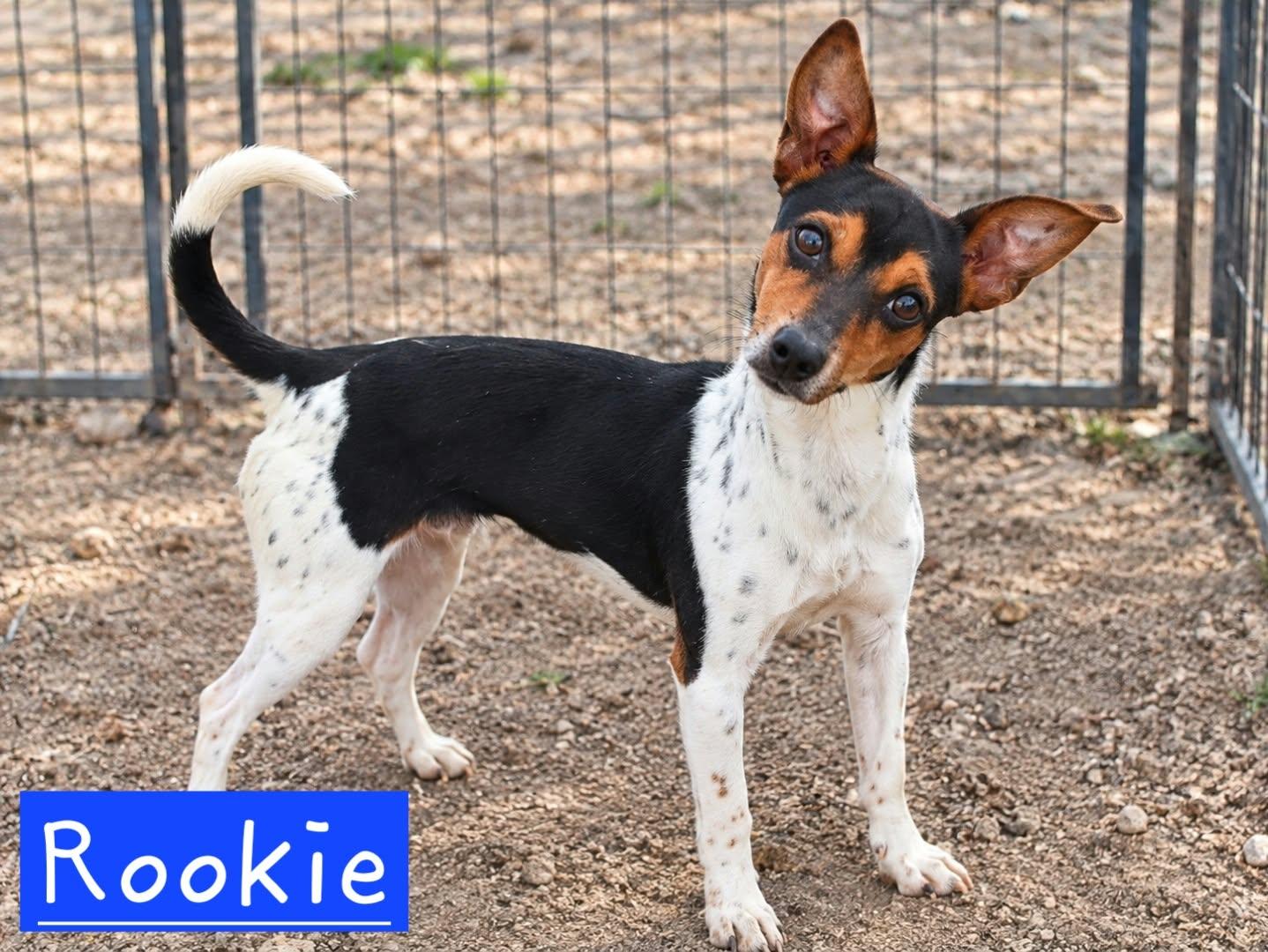 Rookie, Adoptable, Puppy Male Rat Terrier.