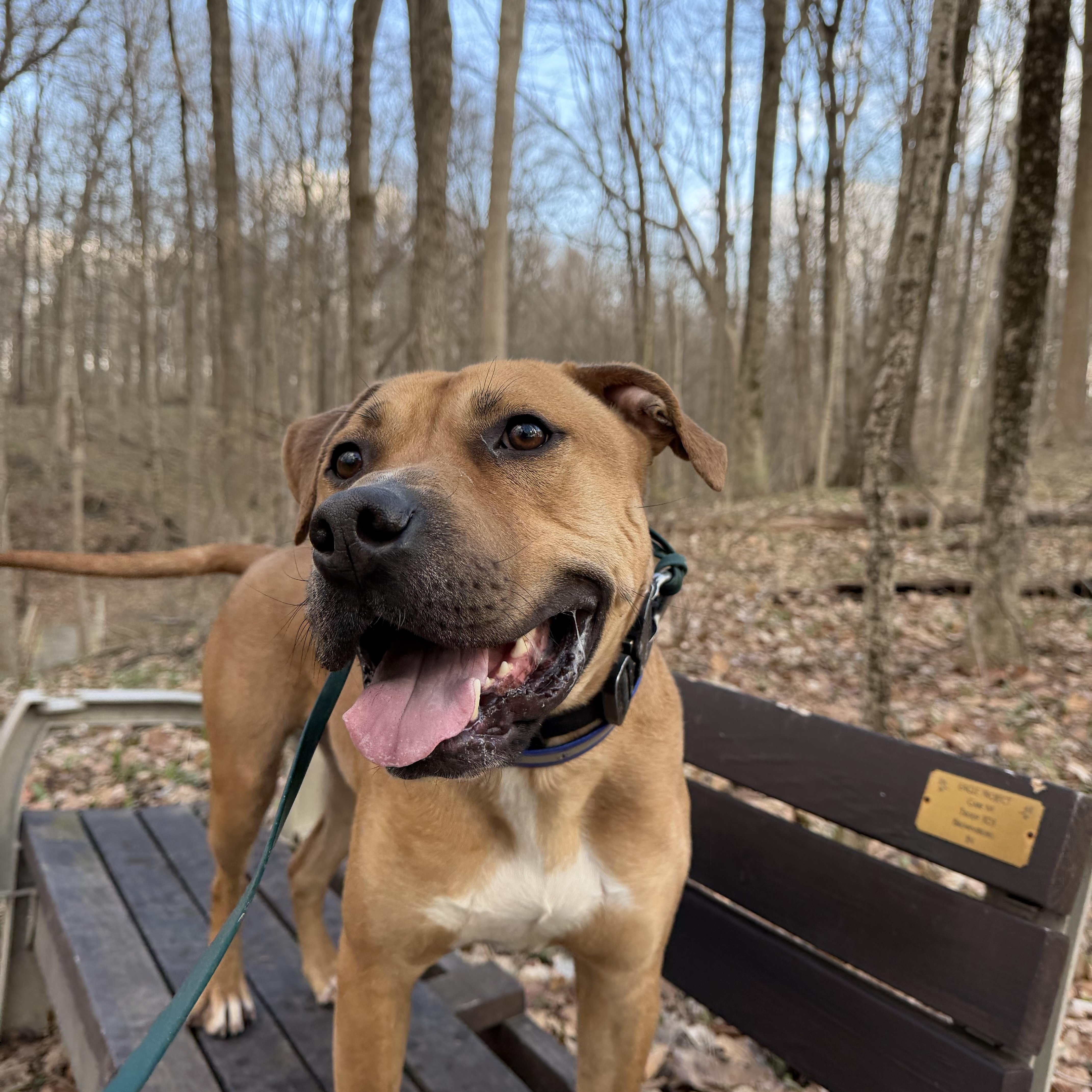 Fritz, ADOPTABLE, Young Male American Staffordshire Terrier.