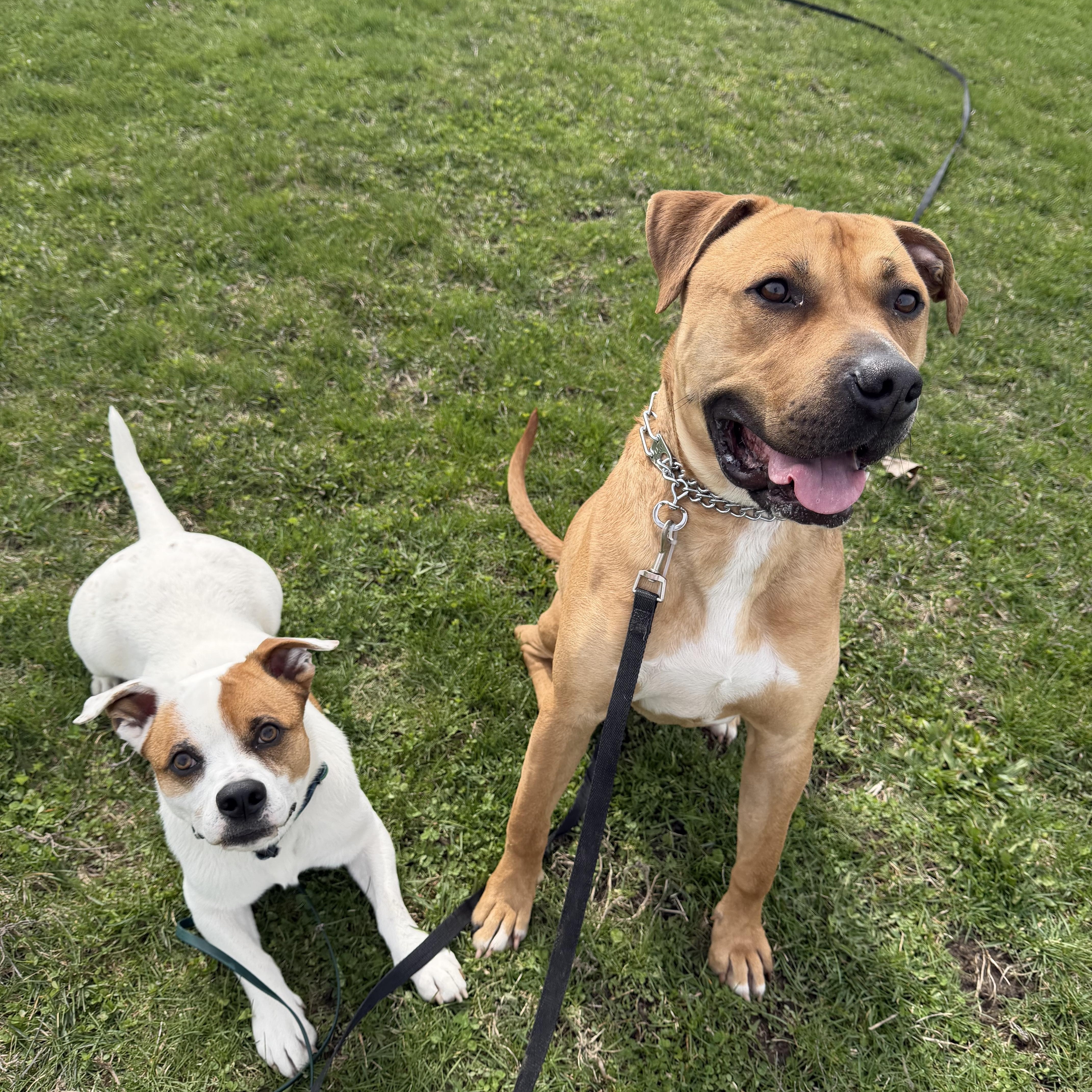 Enlarge Fritz, a ADOPTABLE mixed breed in Indianapolis, IN image 2/4