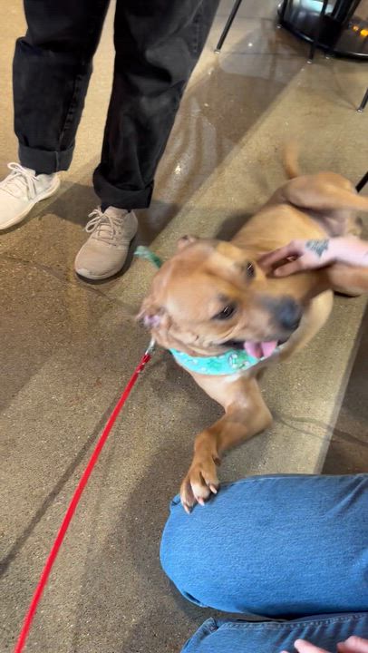 Enlarge Fritz, a ADOPTABLE mixed breed in Indianapolis, IN video 4/4