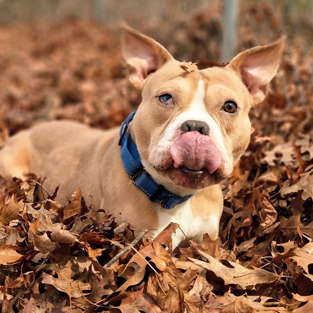 Peanut, Adoptable, Adult Male Pit Bull Terrier & Staffordshire Bull Terrier.