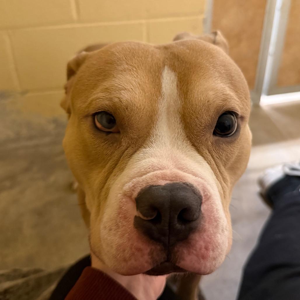 Peanut, Adoptable, Adult Male Pit Bull Terrier & Staffordshire Bull Terrier.