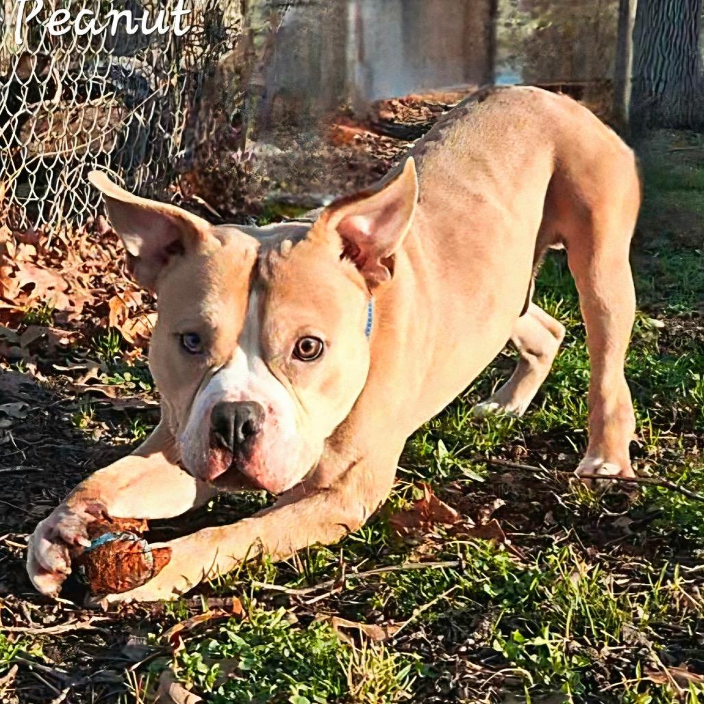 Enlarge Peanut, a Adoptable mixed breed in Waldorf, MD image 4/4