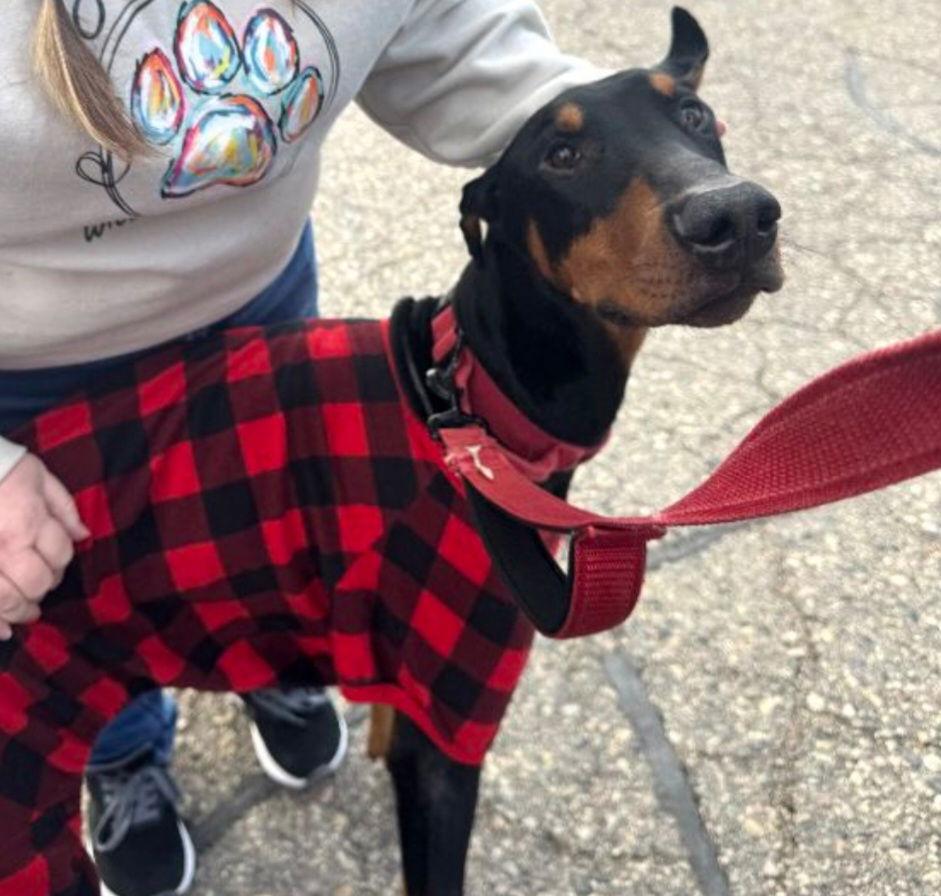 Zephyr, Adoptable, Adult Male Doberman Pinscher.