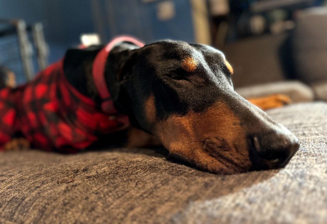 Enlarge Zephyr, a Adoptable Doberman Pinscher in Buffalo, MN image 2/3