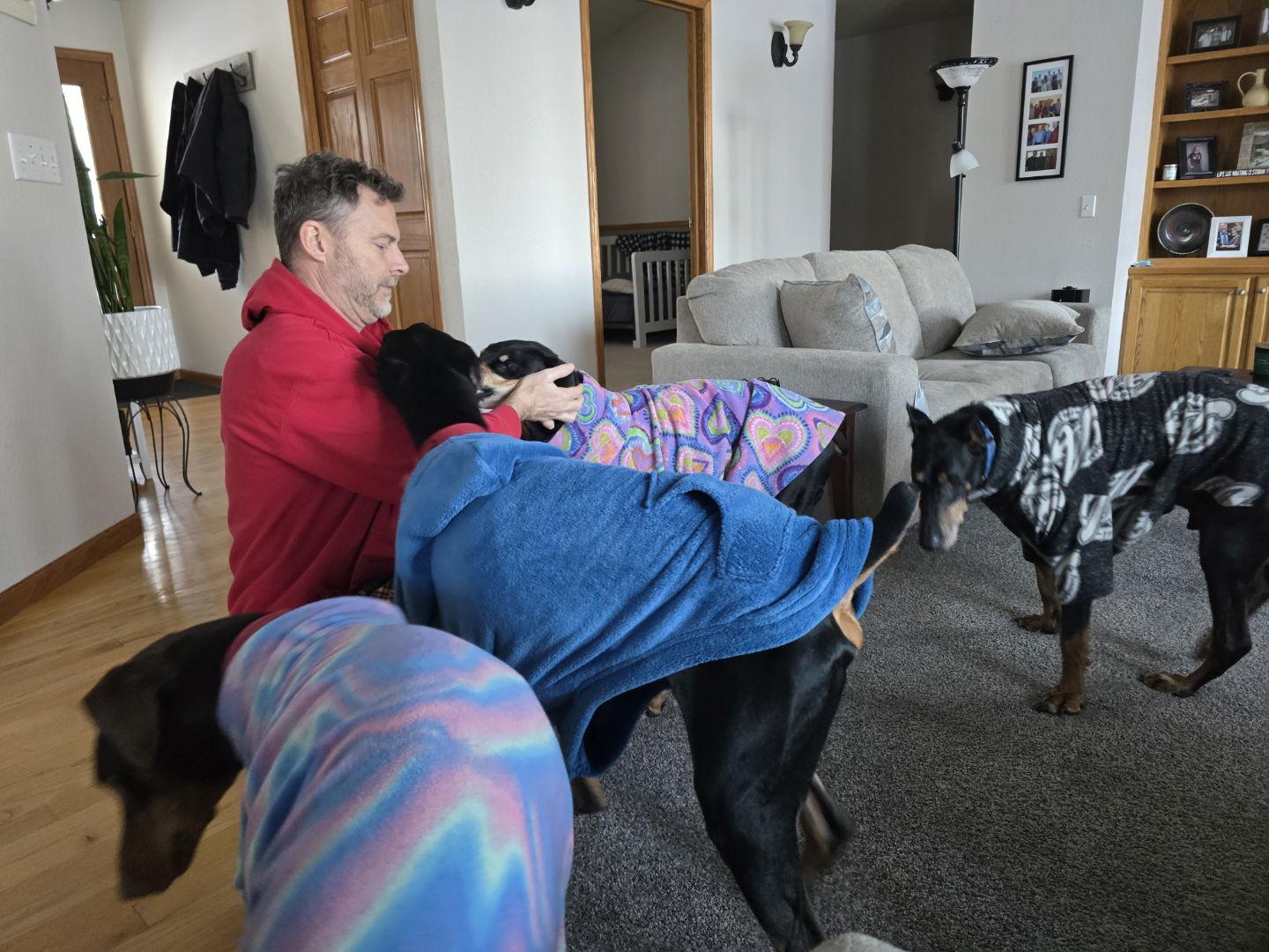 Zephyr, Adoptable, Adult Male Doberman Pinscher.