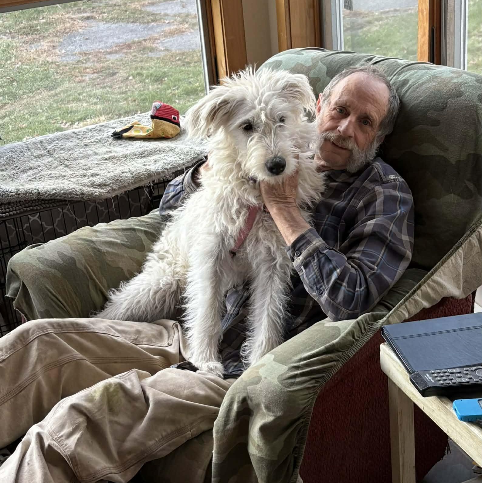 Lolly, a Adoptable mixed breed in Woolwich, ME image 1/6