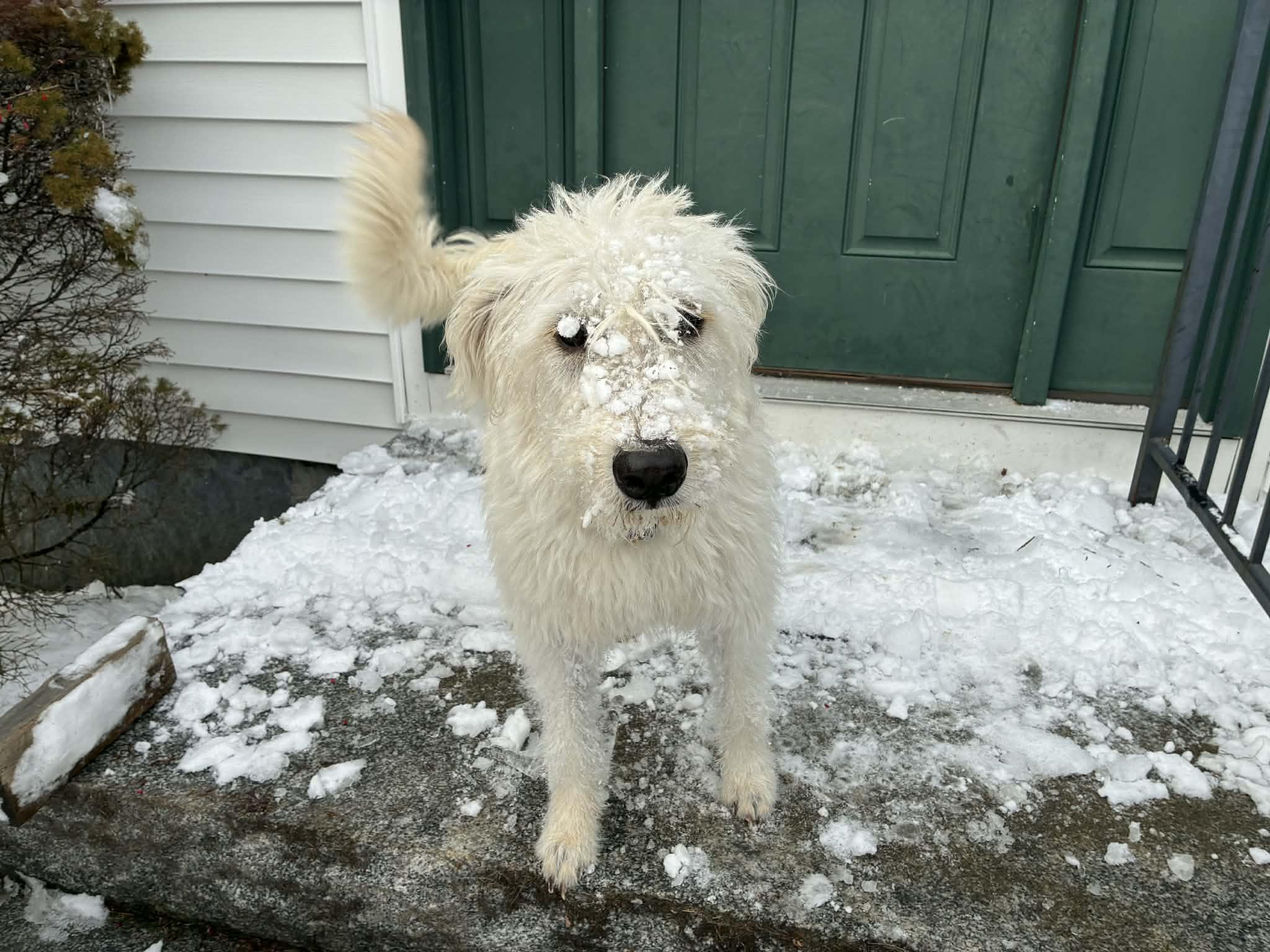 Lolly, a Adoptable mixed breed in Woolwich, ME image 2/6