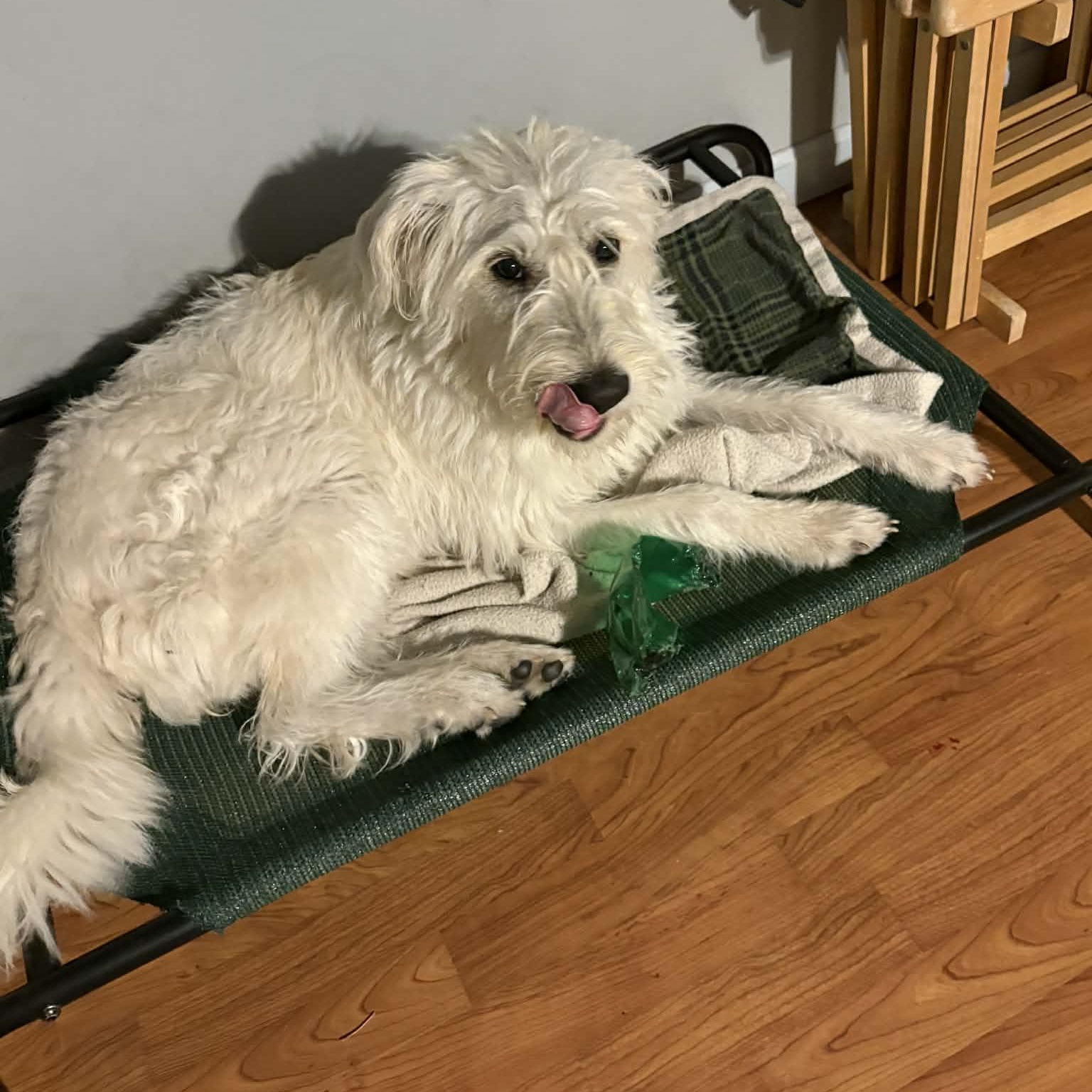 Lolly, a Adoptable mixed breed in Woolwich, ME image 3/6