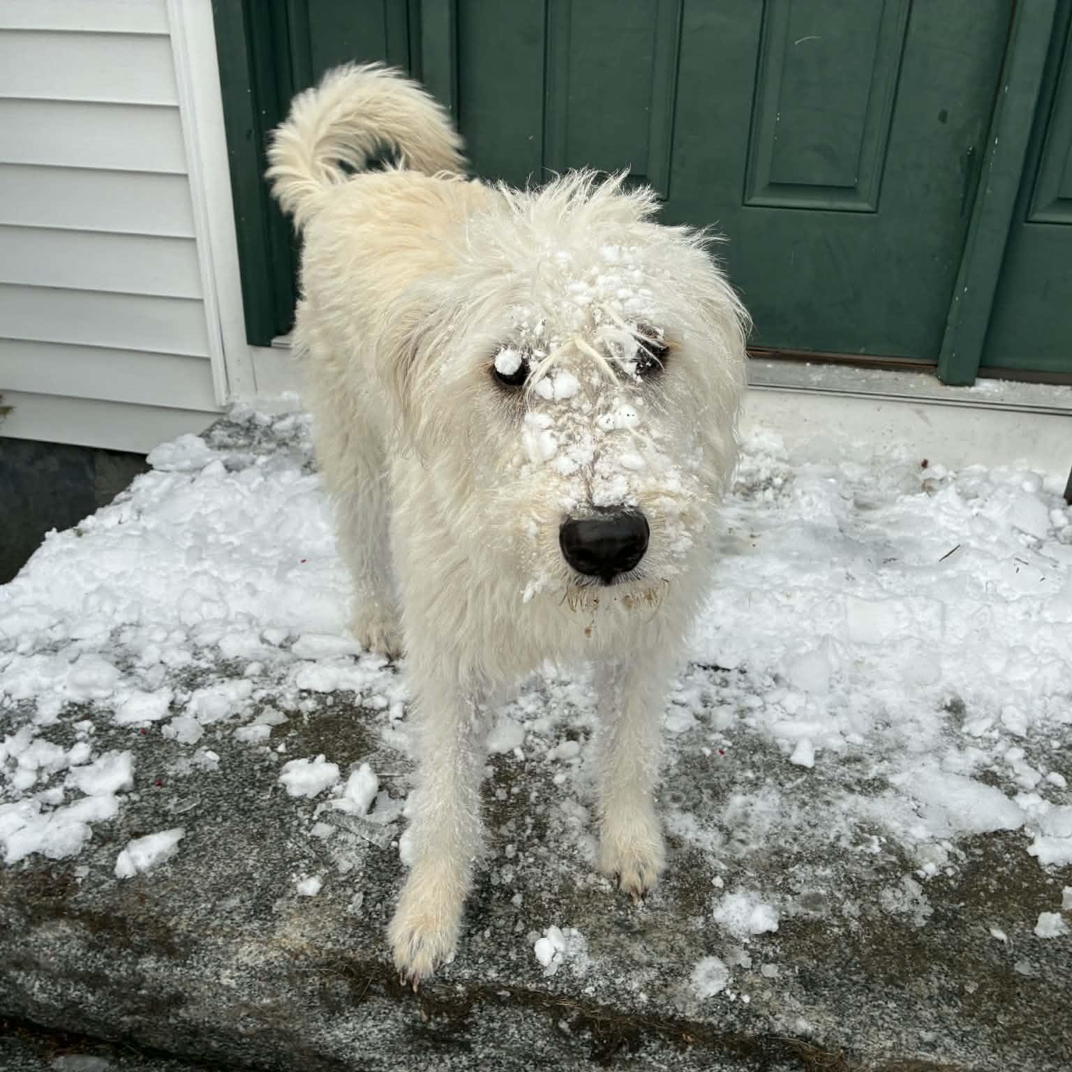 Lolly, a Adoptable mixed breed in Woolwich, ME image 4/6