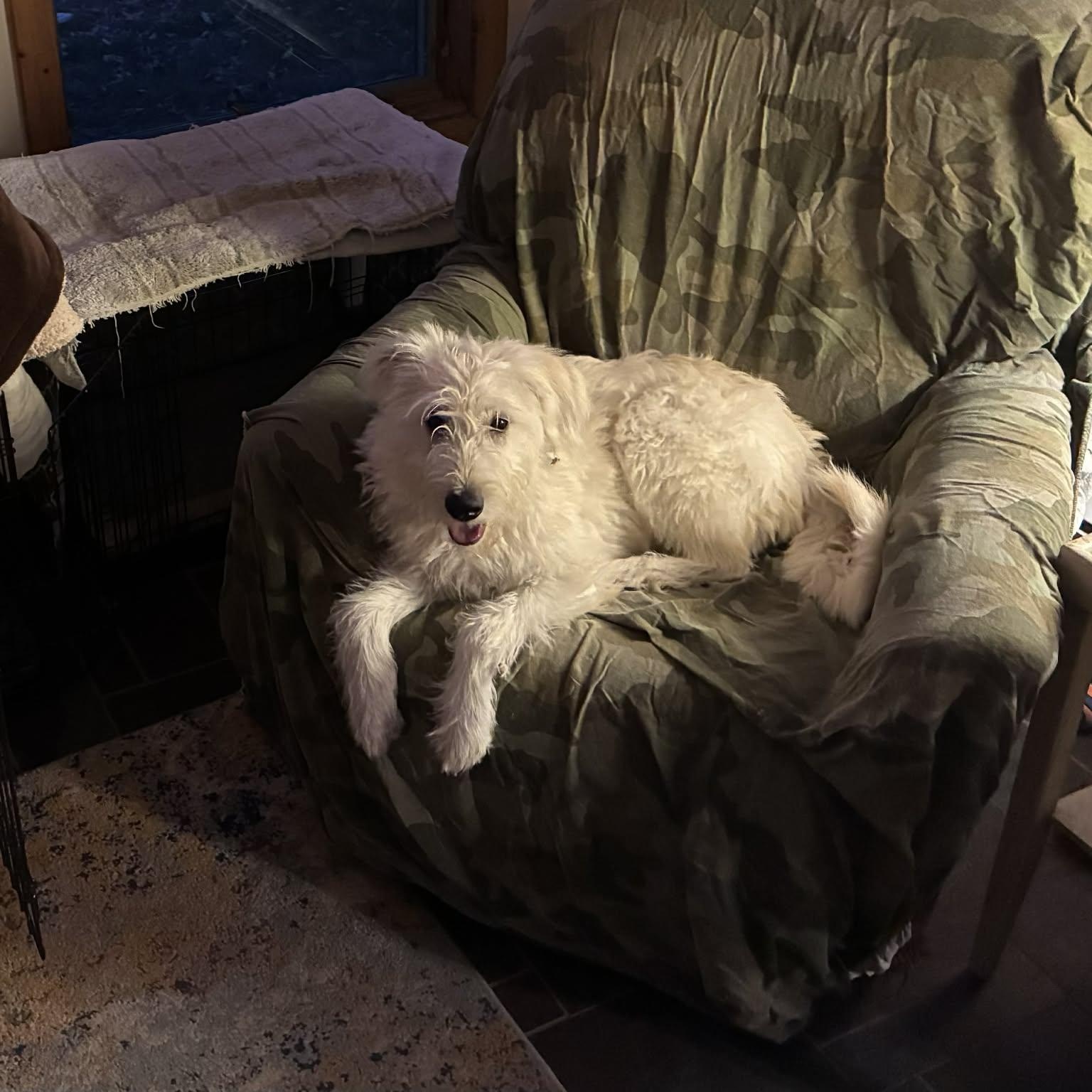 Lolly, a Adoptable mixed breed in Woolwich, ME image 5/6