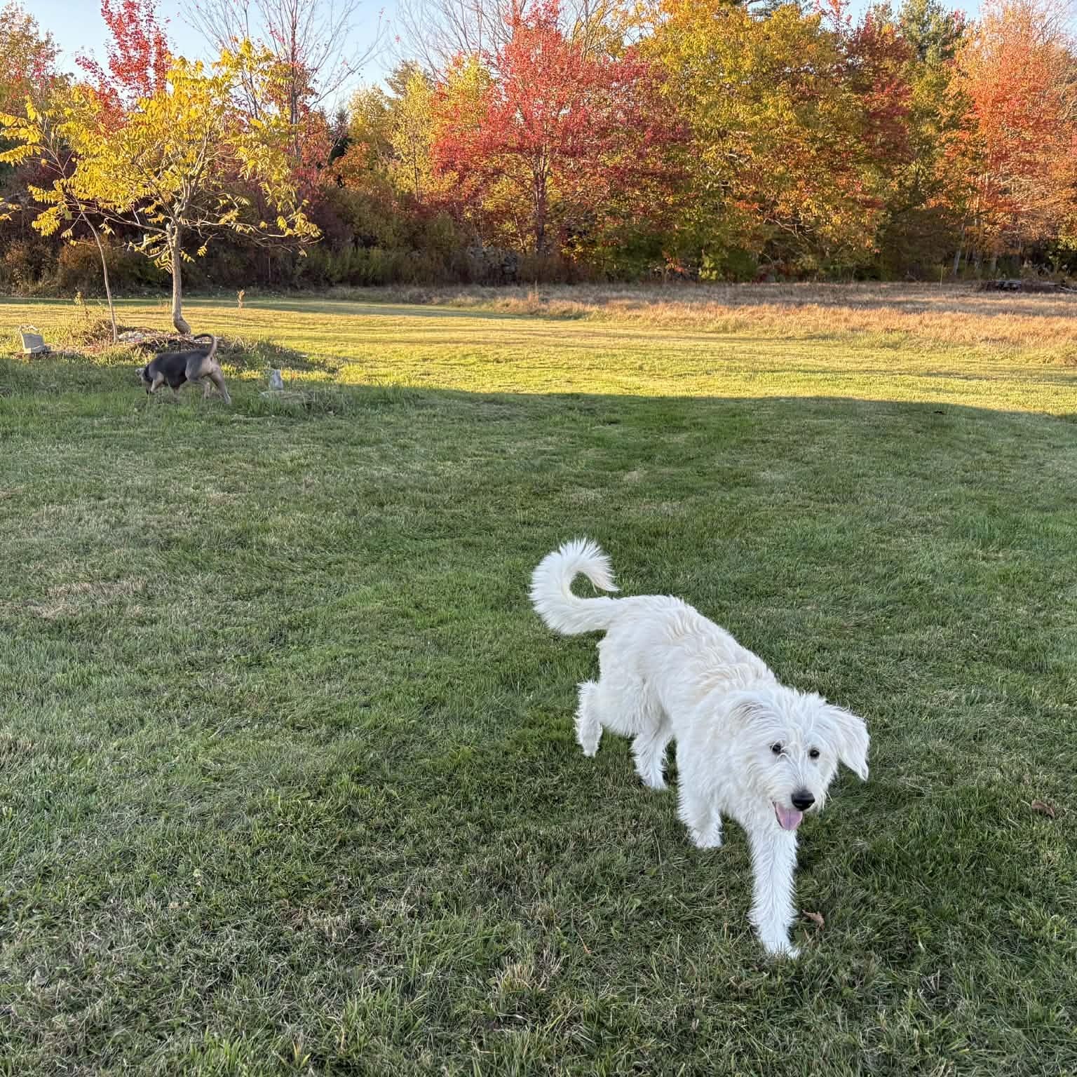 Lolly, a Adoptable mixed breed in Woolwich, ME image 6/6