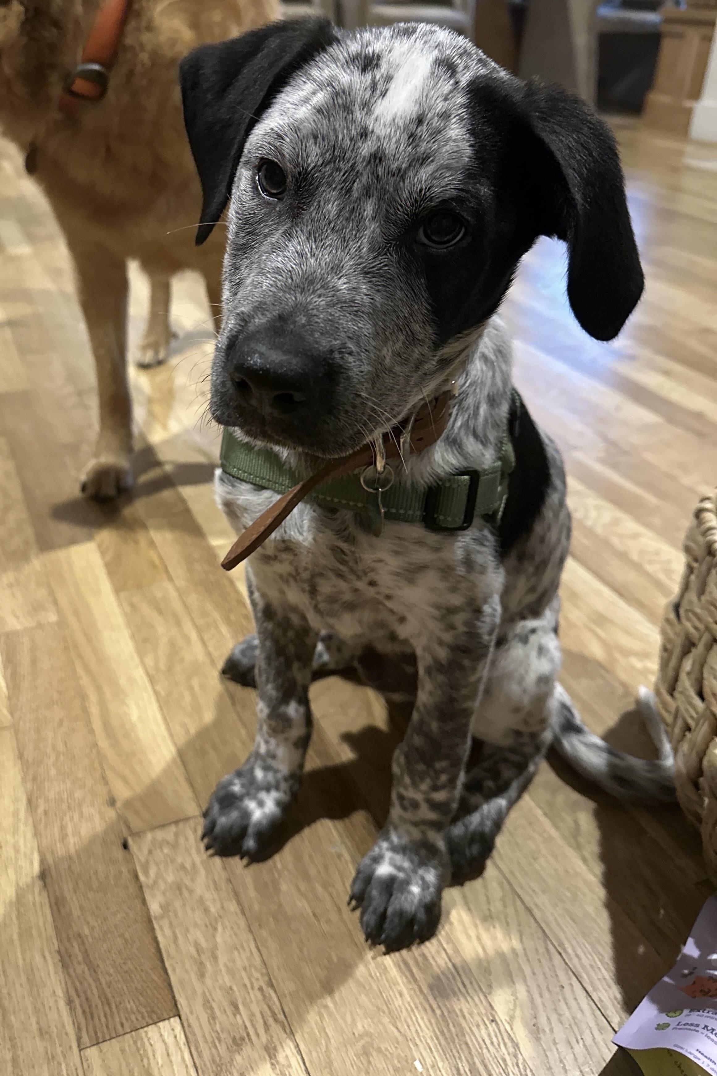 Tex - Adoption Pending, ADOPTABLE, Puppy Male Australian Cattle Dog / Blue Heeler & Cattle Dog.