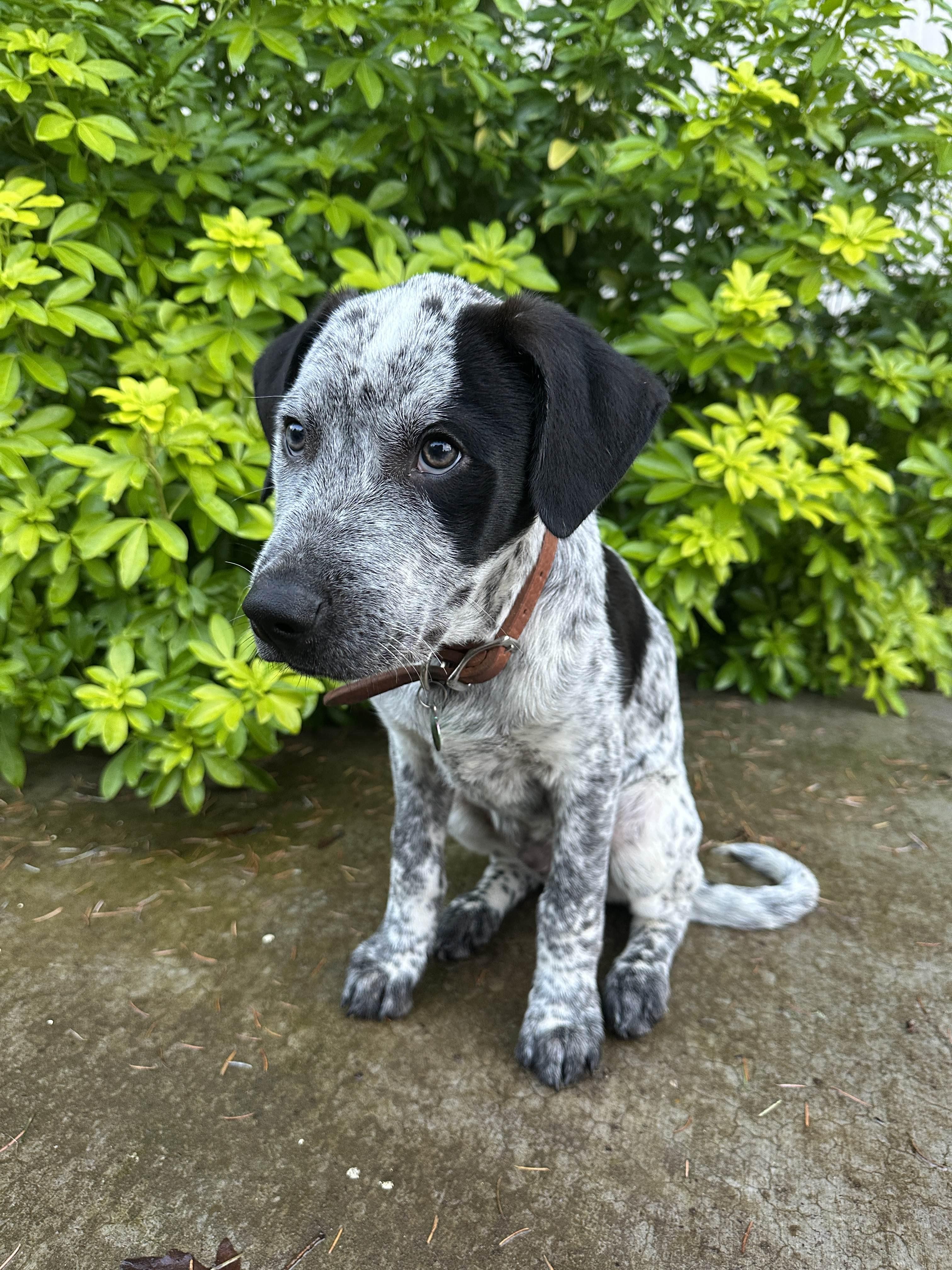 Enlarge Tex - Adoption Pending, a ADOPTABLE mixed breed in Portland, OR image 2/3